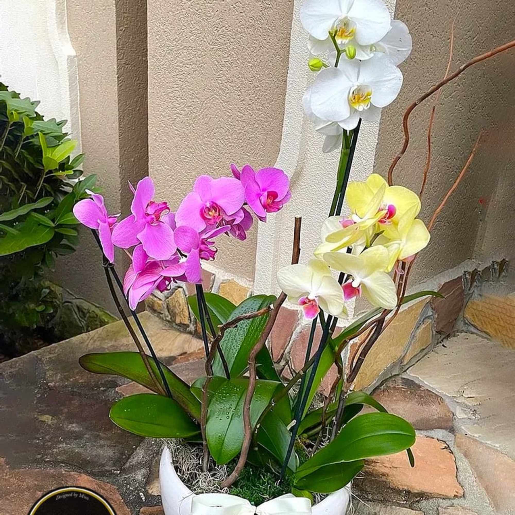 Potted arrangement of white, pink, and pale yellow orchids in a white bowl with ribbon.