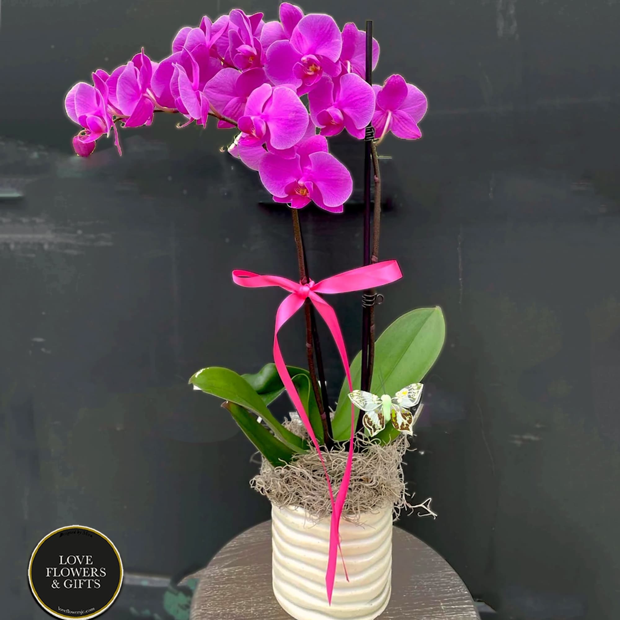 Potted magenta orchid plant with two tall flowering stems in a cream ceramic pot