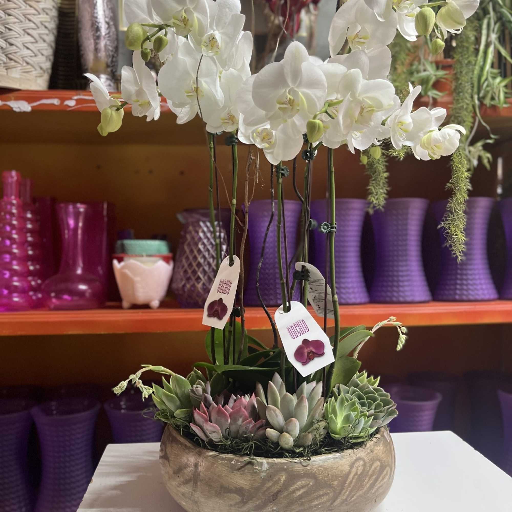 Breath taking beautiful phalaenopsis orchids accented by an assortment of succulents