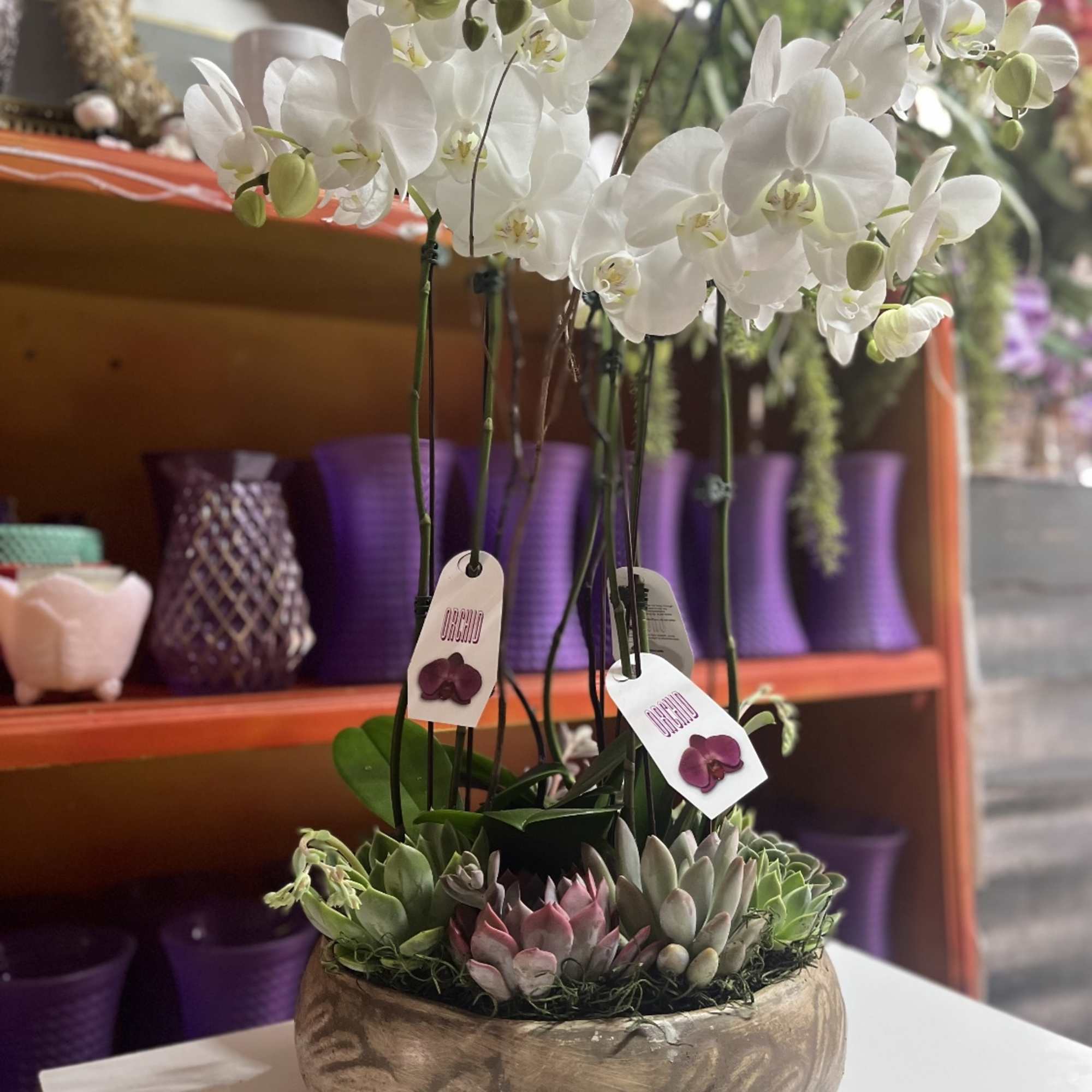 White orchid arrangement with succulents in a round bowl planter