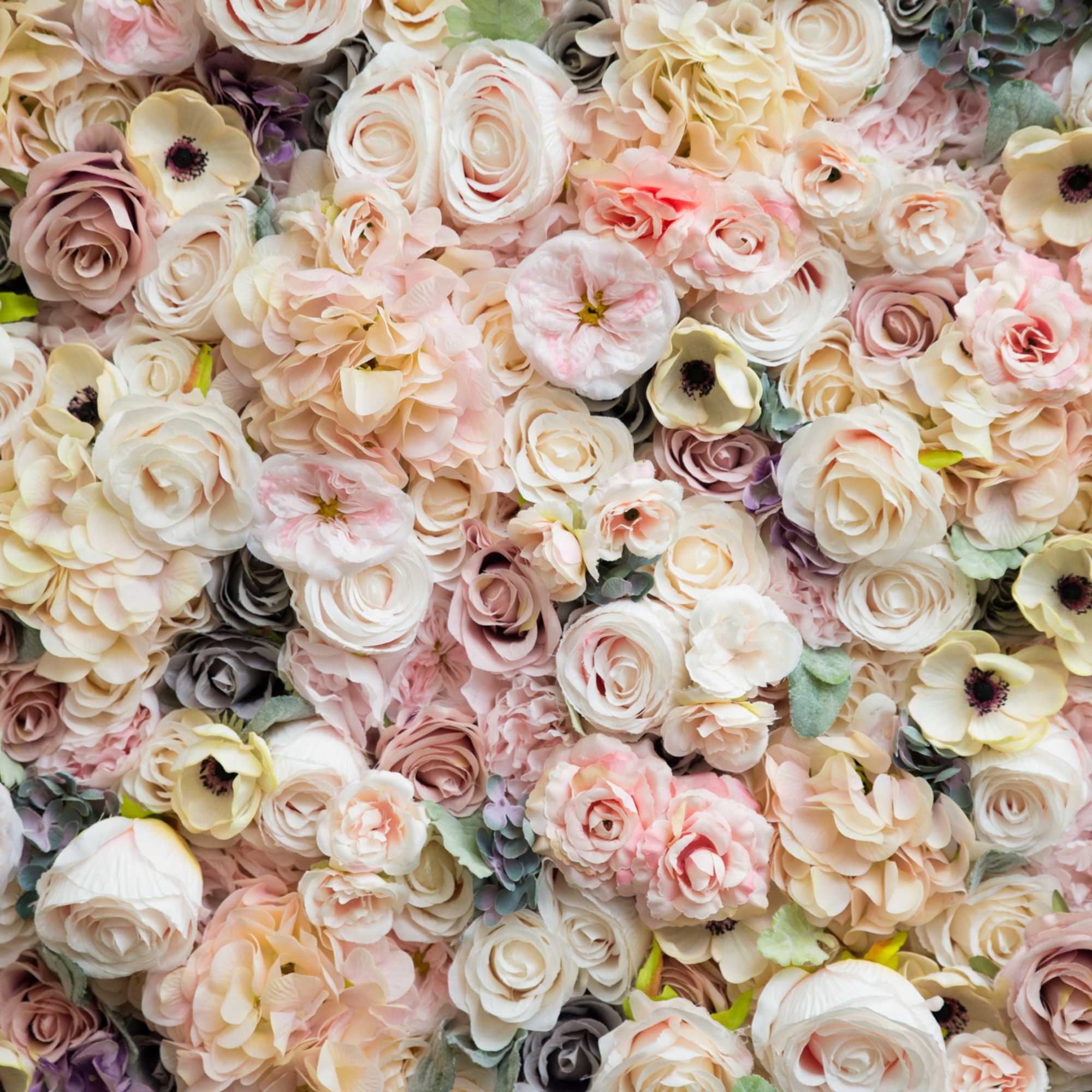 Dense wall of blush, cream, and lavender flowers with layered petals