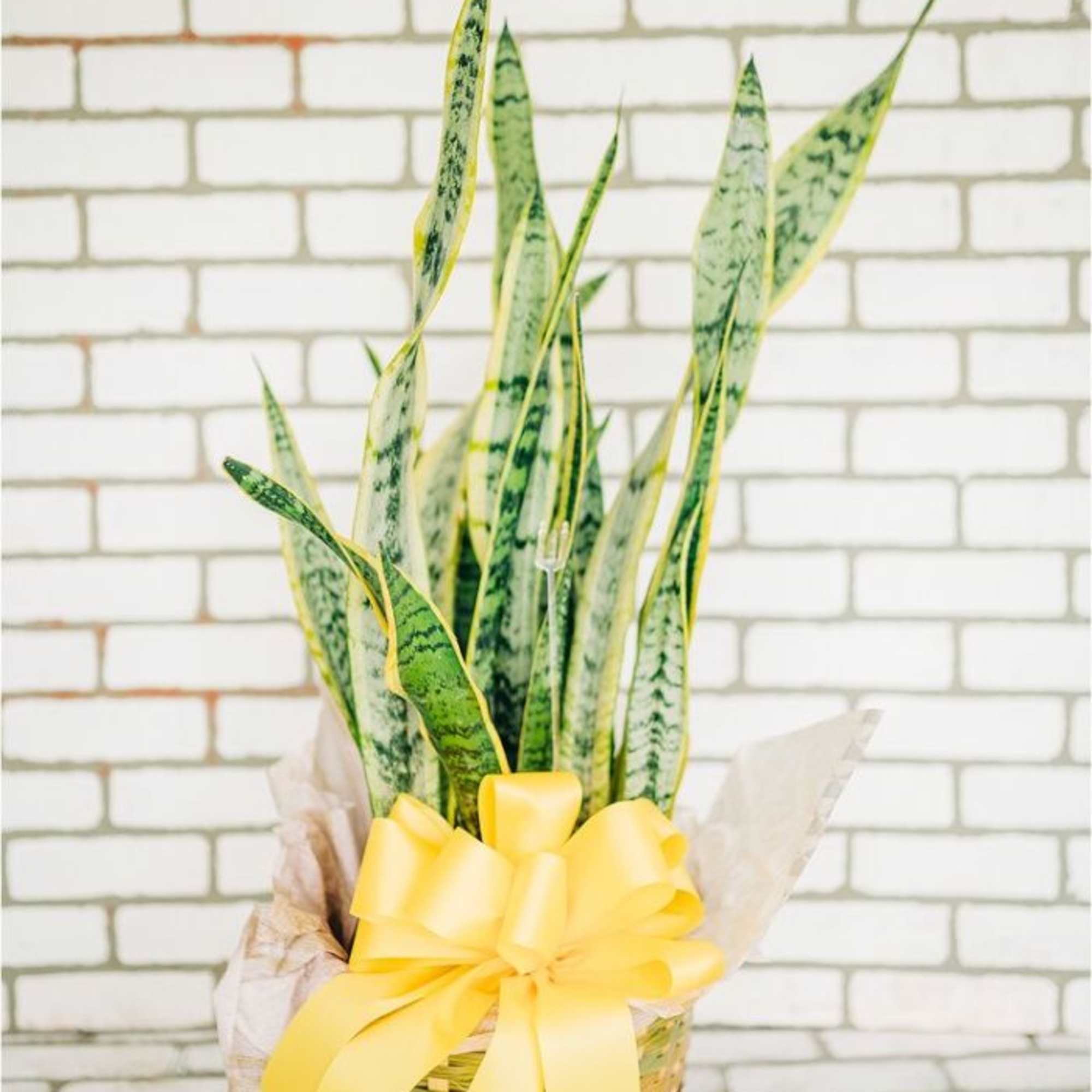 Potted snake plant in a wicker basket with a yellow ribbon