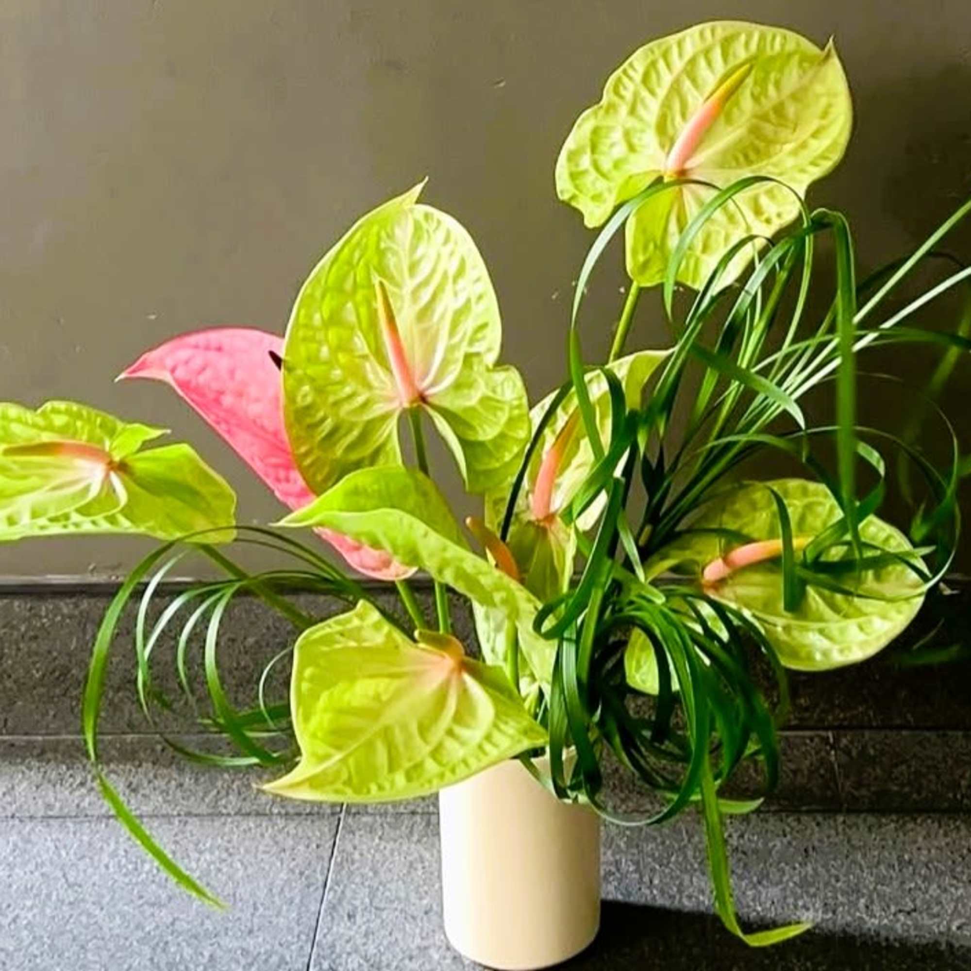 Anthurium arrangement in a cream vase with bright green and pink blooms