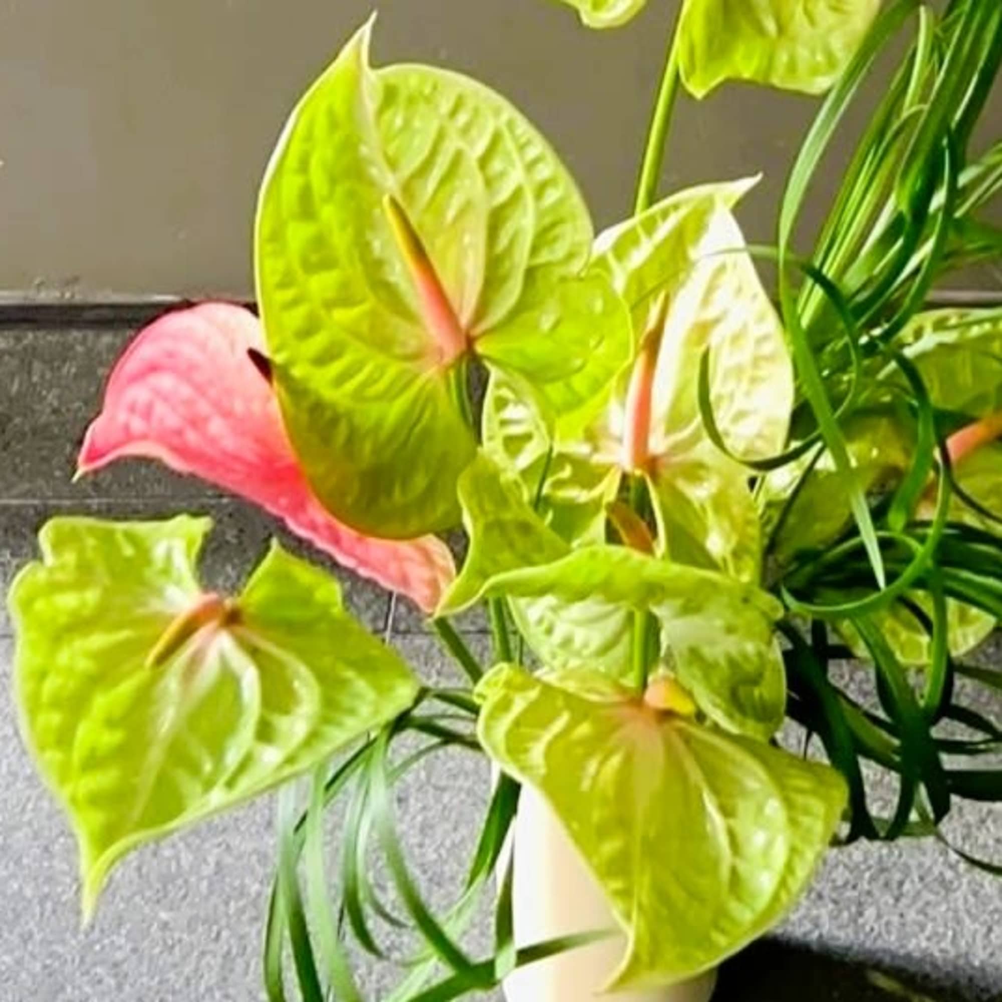 Anthurium arrangement with lime green and pink spathes in a white vase