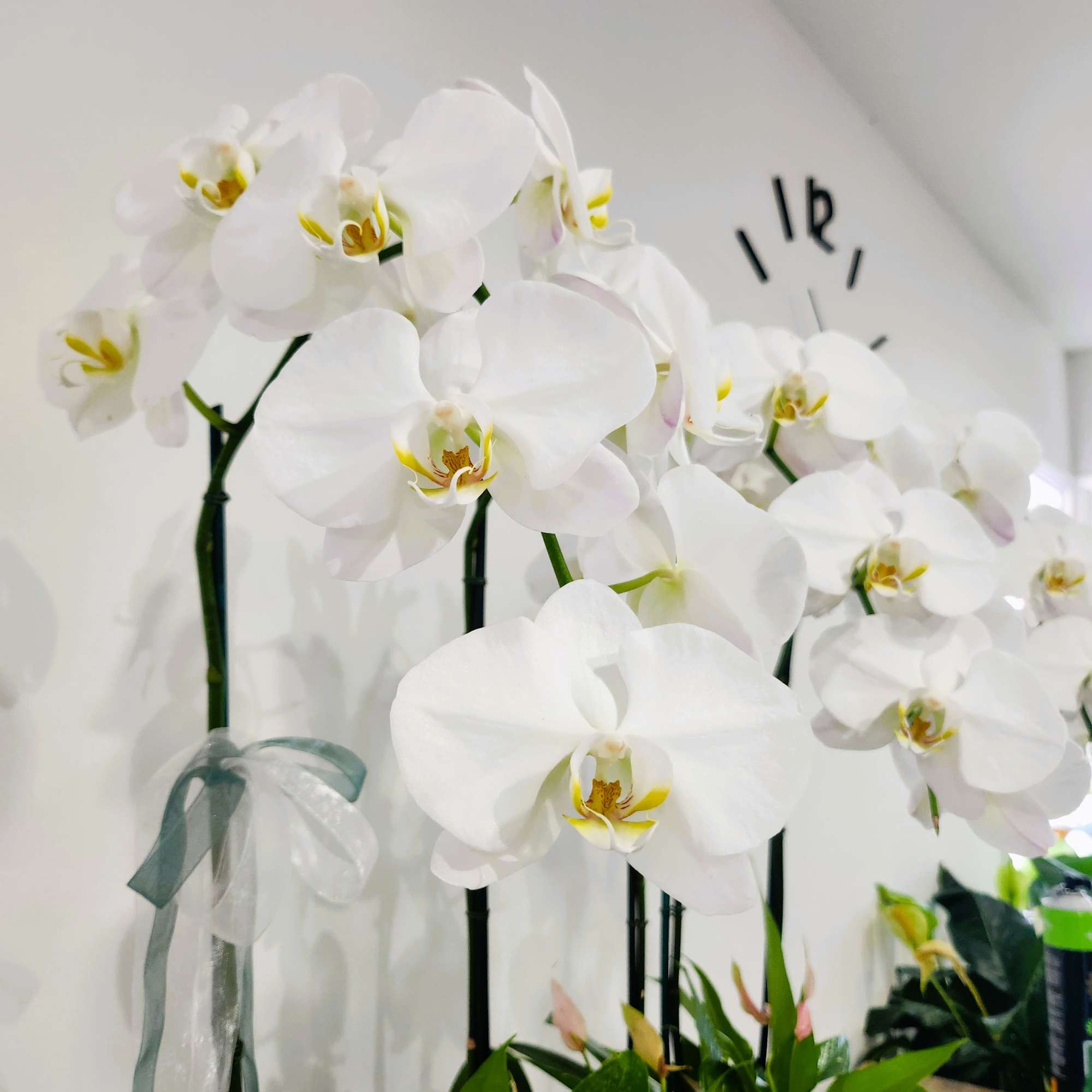 White orchid arrangement with a sheer ribbon tied around the vase