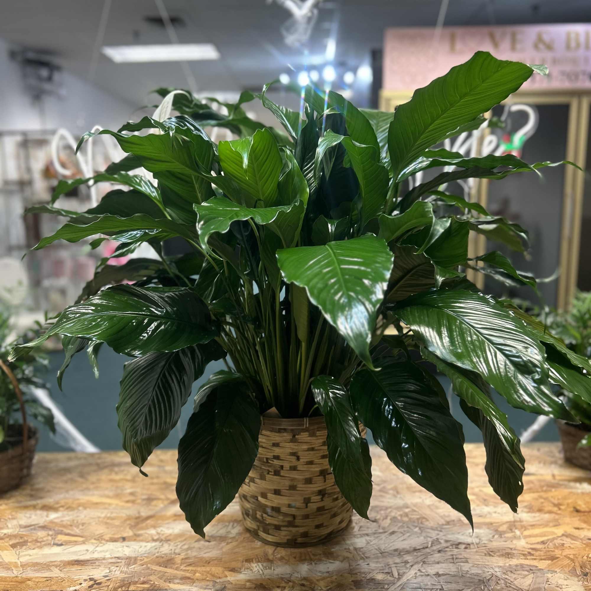 Send your condolences with this Spathiphyllum plant. 

*MUST ORDER BEFORE 3PM TO