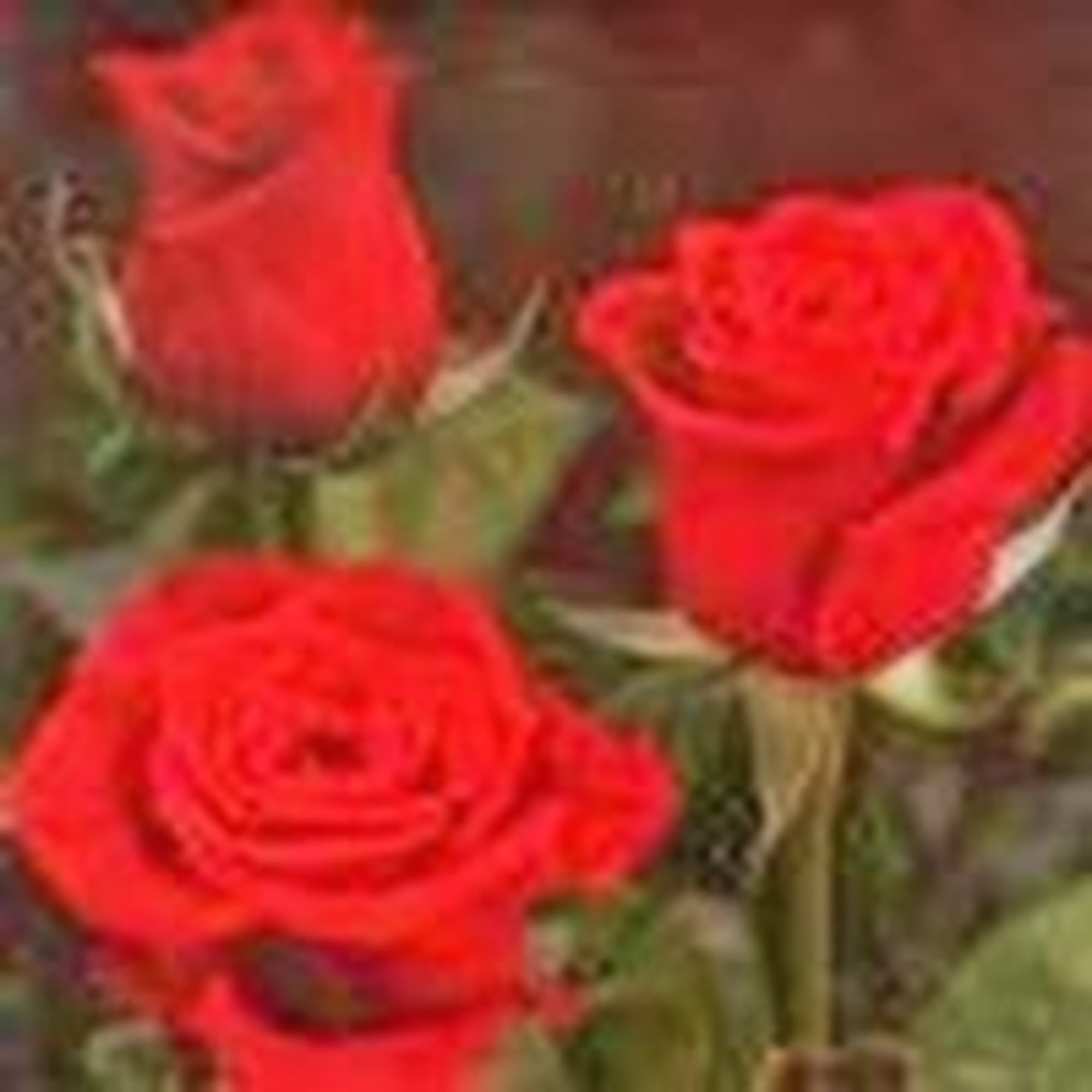 Close-up of red roses with green foliage