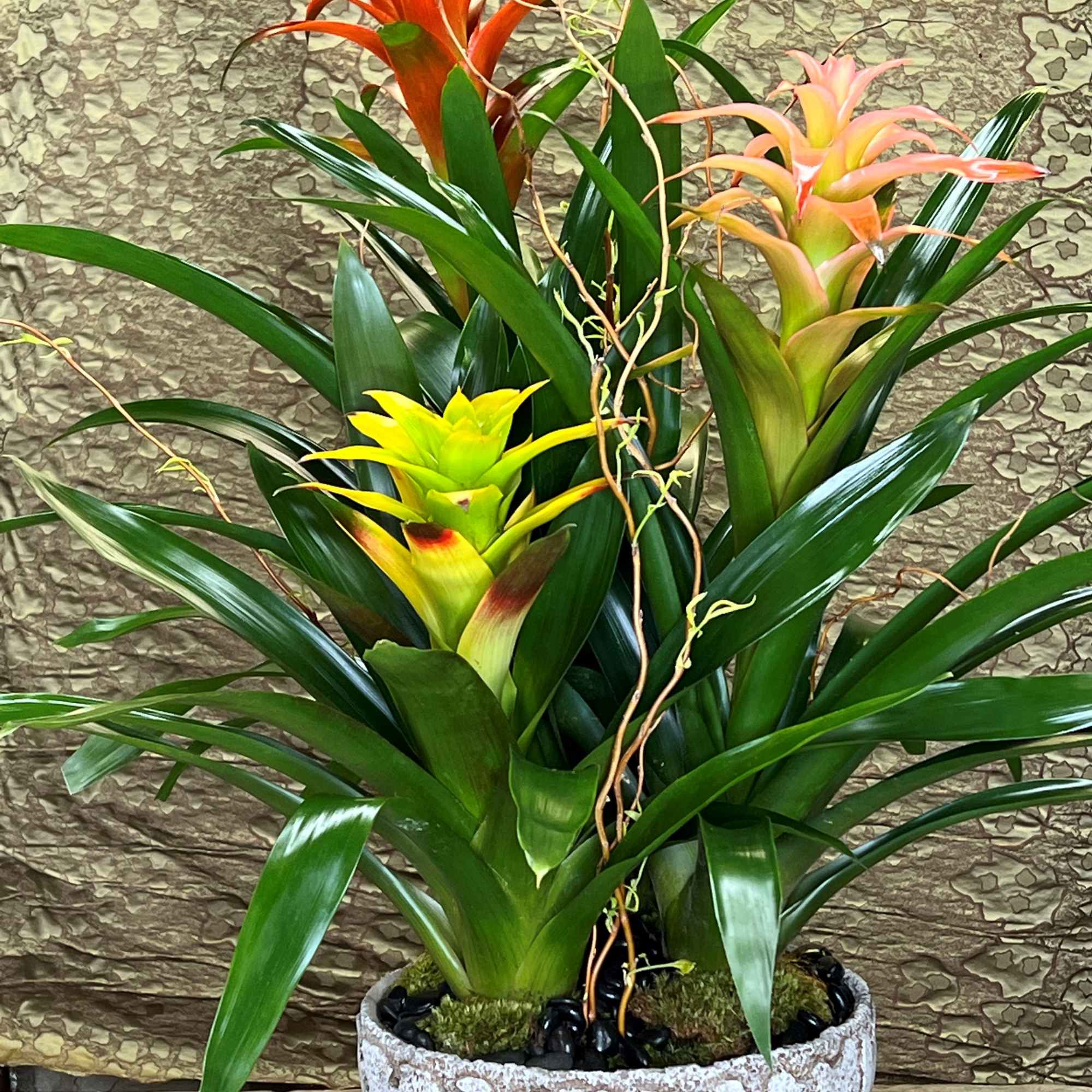 Potted bromeliad arrangement with red, yellow, and pink blooms