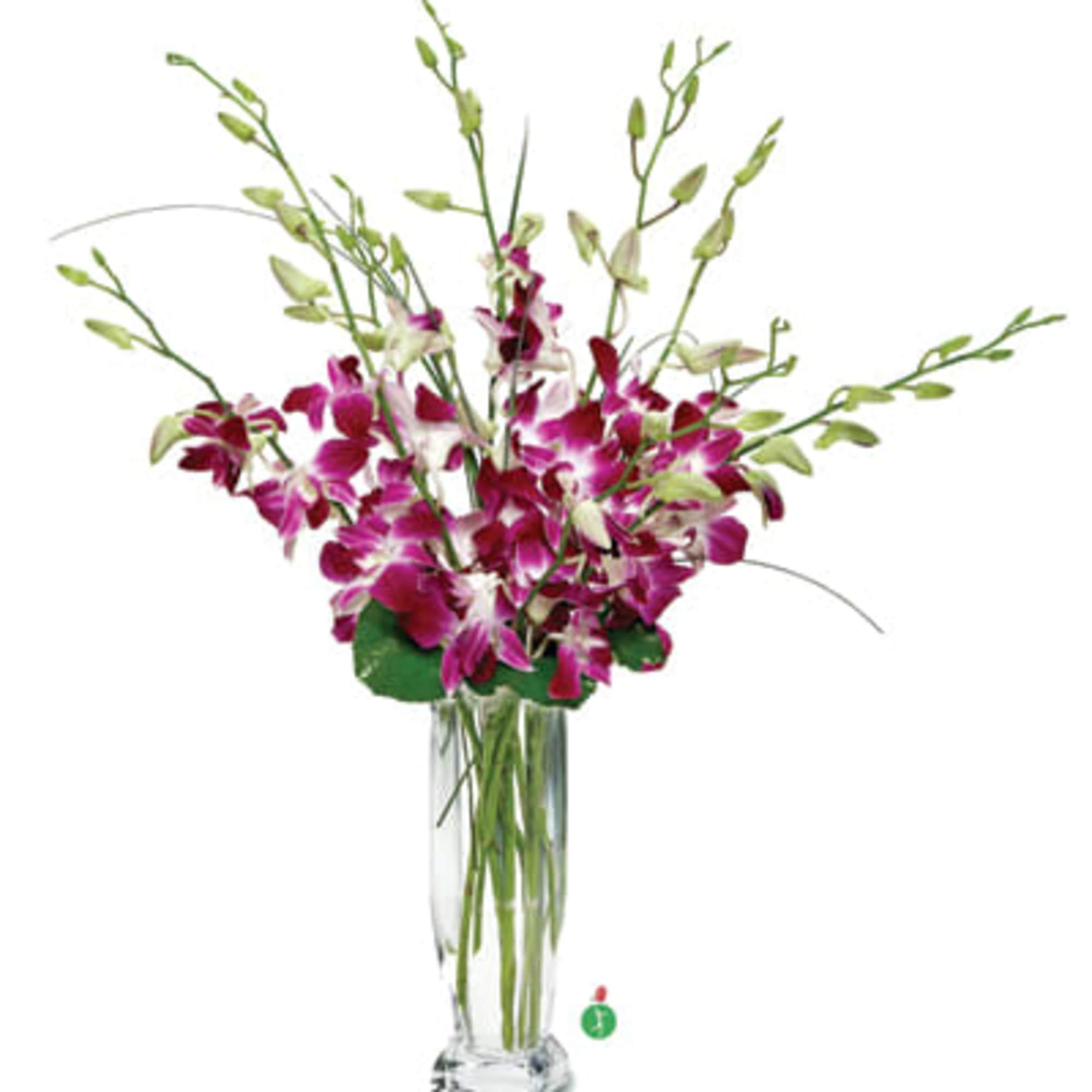 There&rsquo;s nothing quite as pretty as a generous bunch of delicate dendrobium, photo 2 of 2