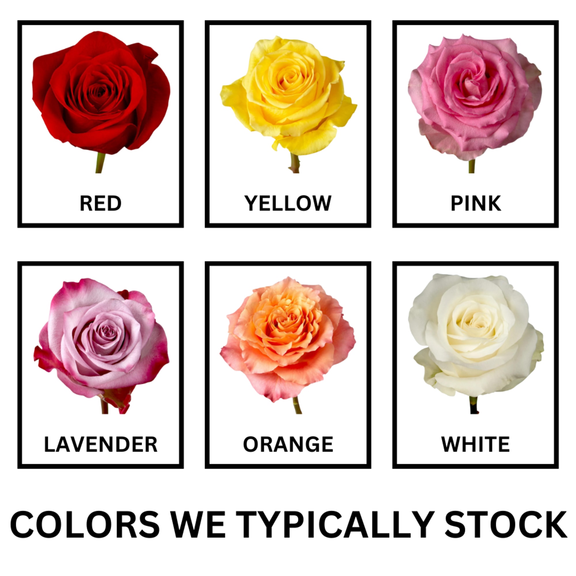 Color chart showing six rose blooms labeled by color.