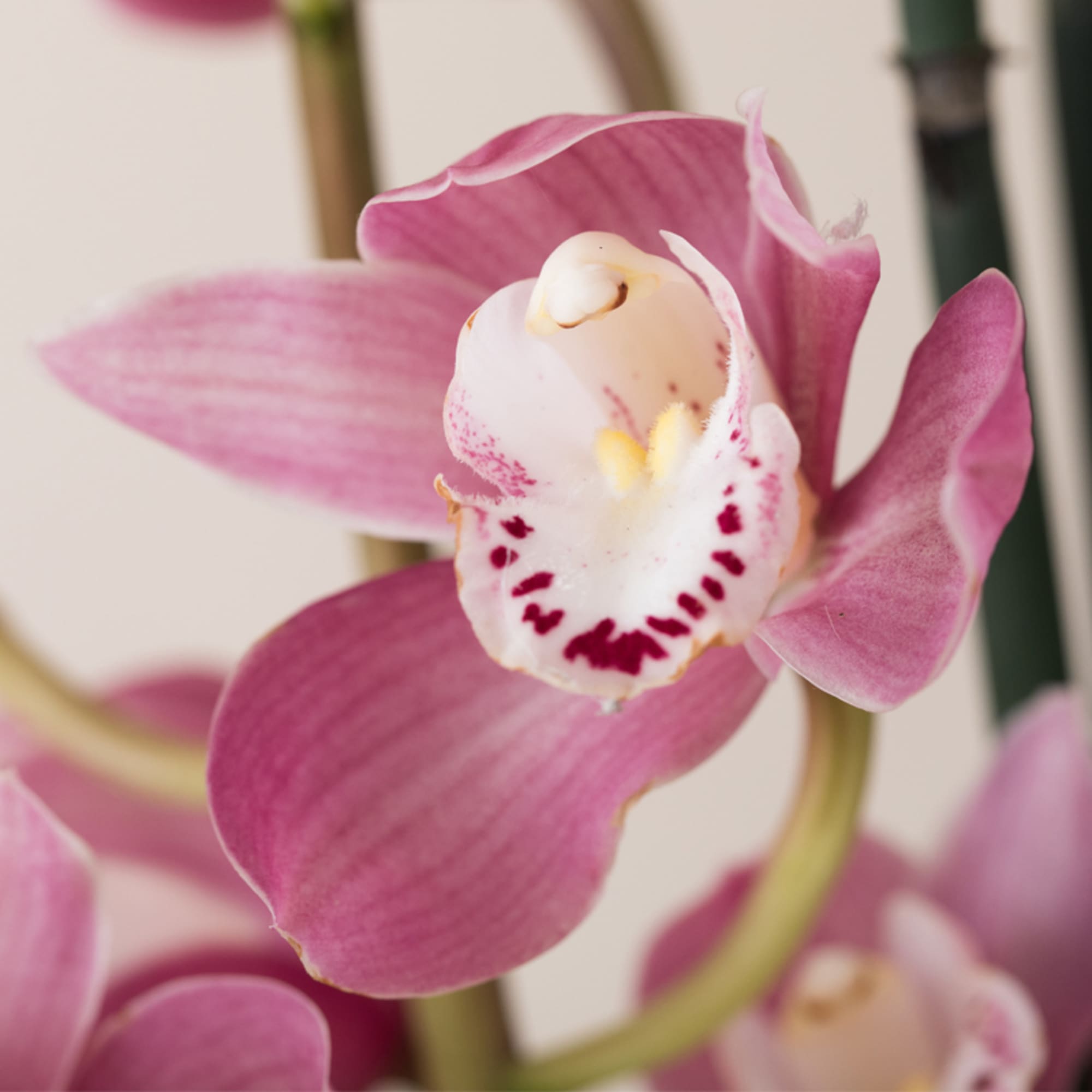 Close-up of a pink and white orchid bloom with a speckled center