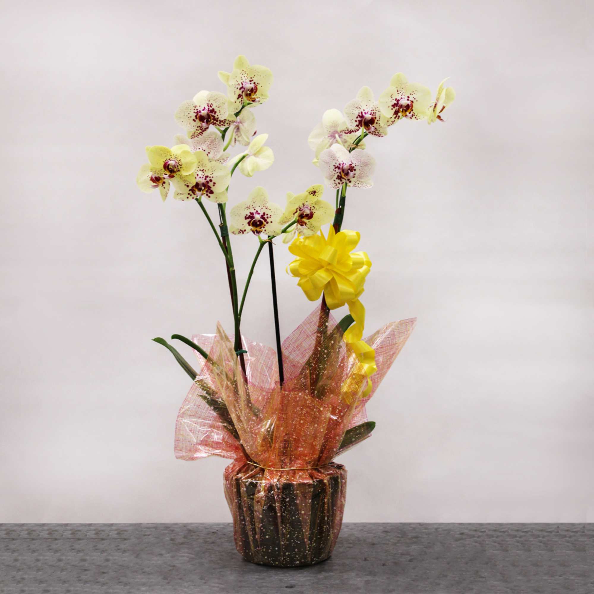 Potted yellow speckled orchids wrapped in orange mesh with a yellow bow.