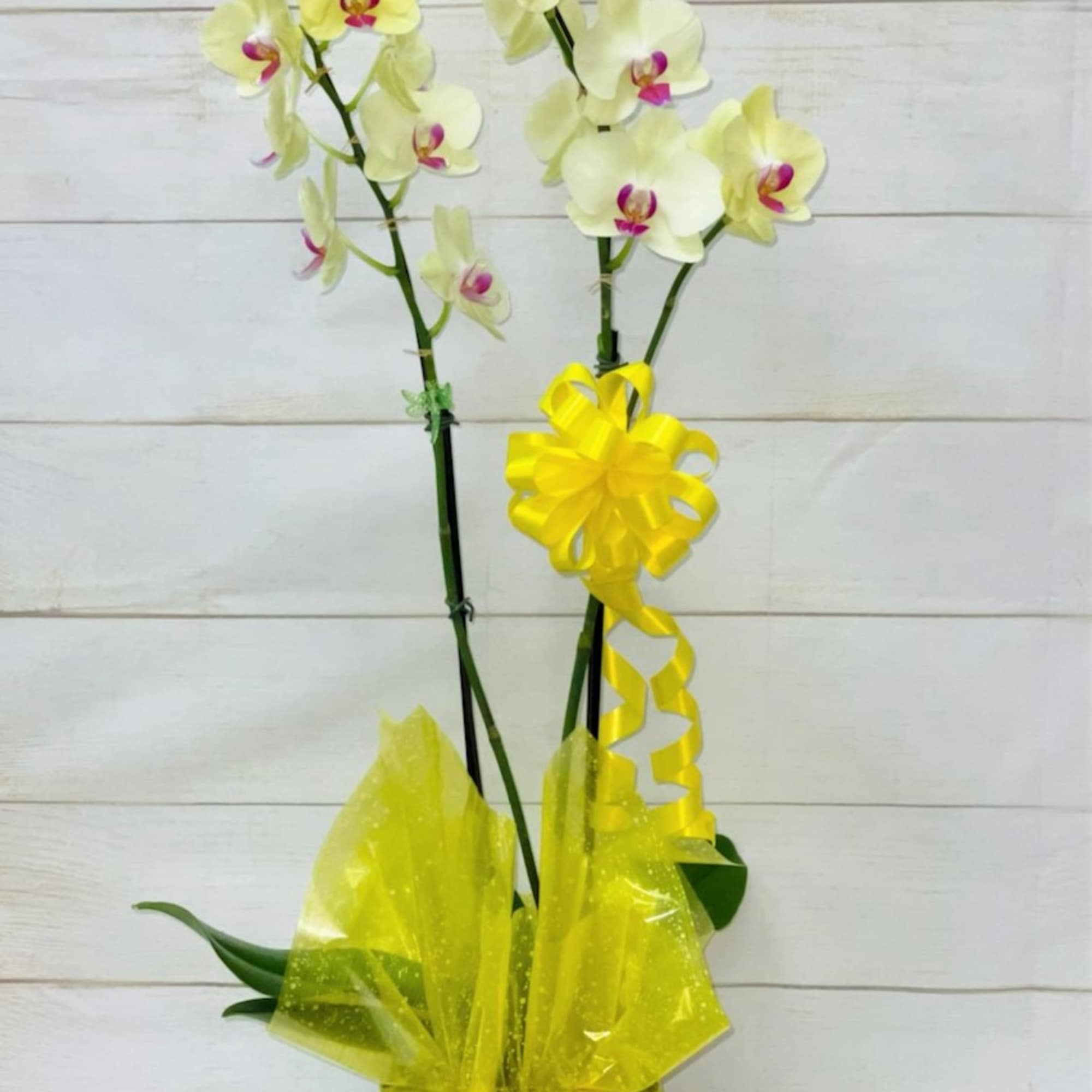 Tall yellow and white phalaenopsis orchid plant in a pot wrapped with bright yellow cellophane and bow