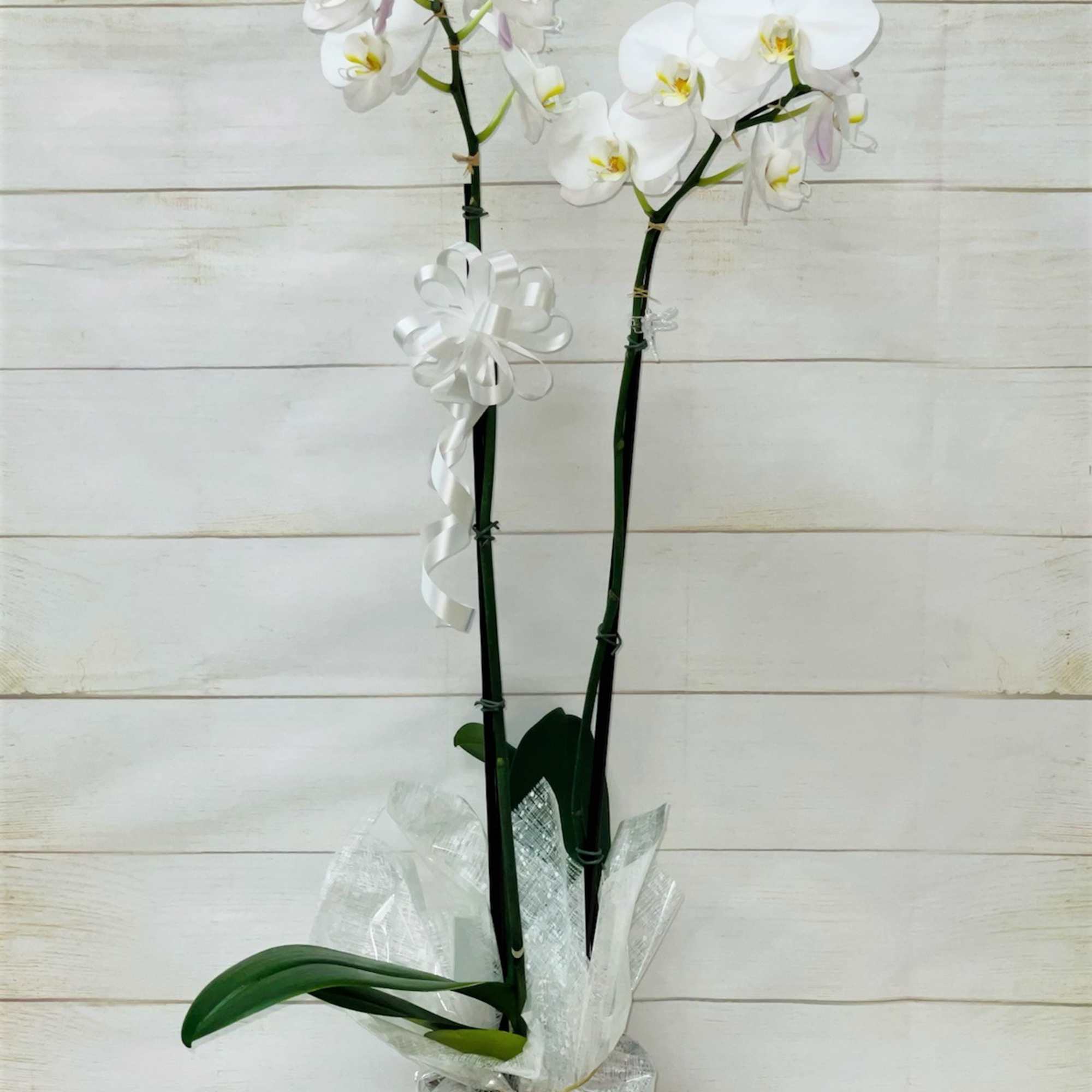 Potted double-stem white orchid plant with a white ribbon bow and clear wrap.