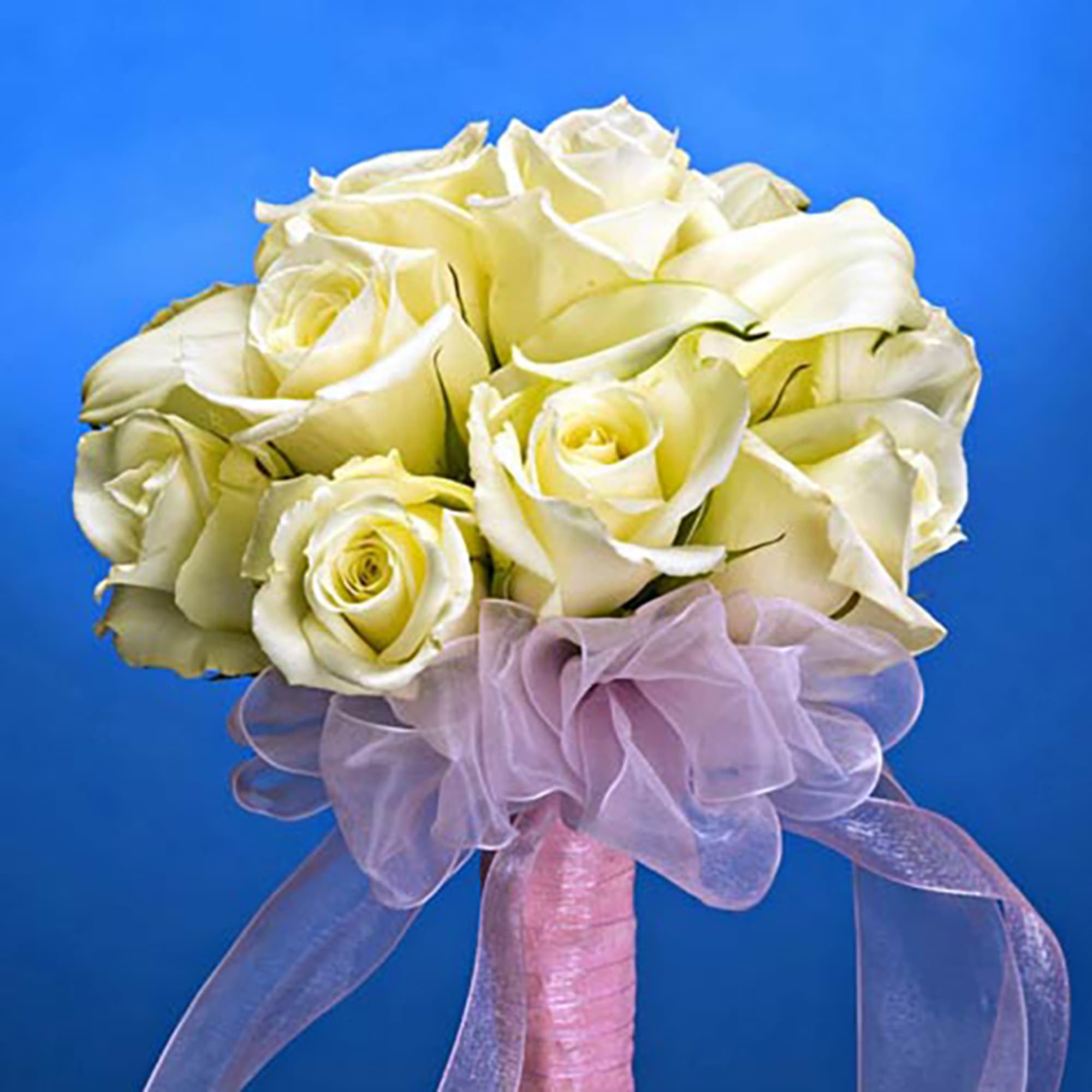 Hand-tied bouquet of pale ivory roses with a pink ribbon handle and sheer bow against a blue background