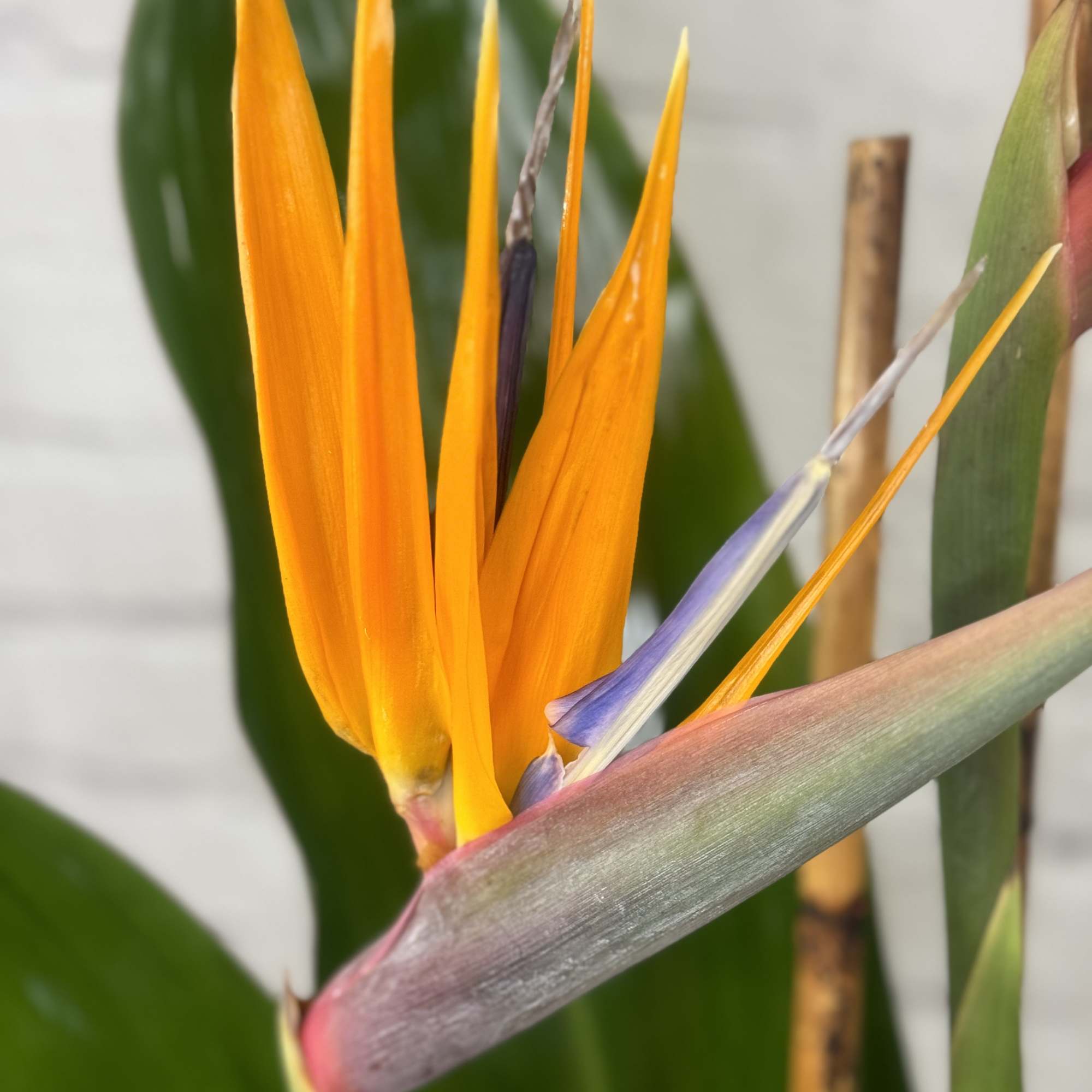 Close-up of a bird of paradise flower with orange and blue petals
