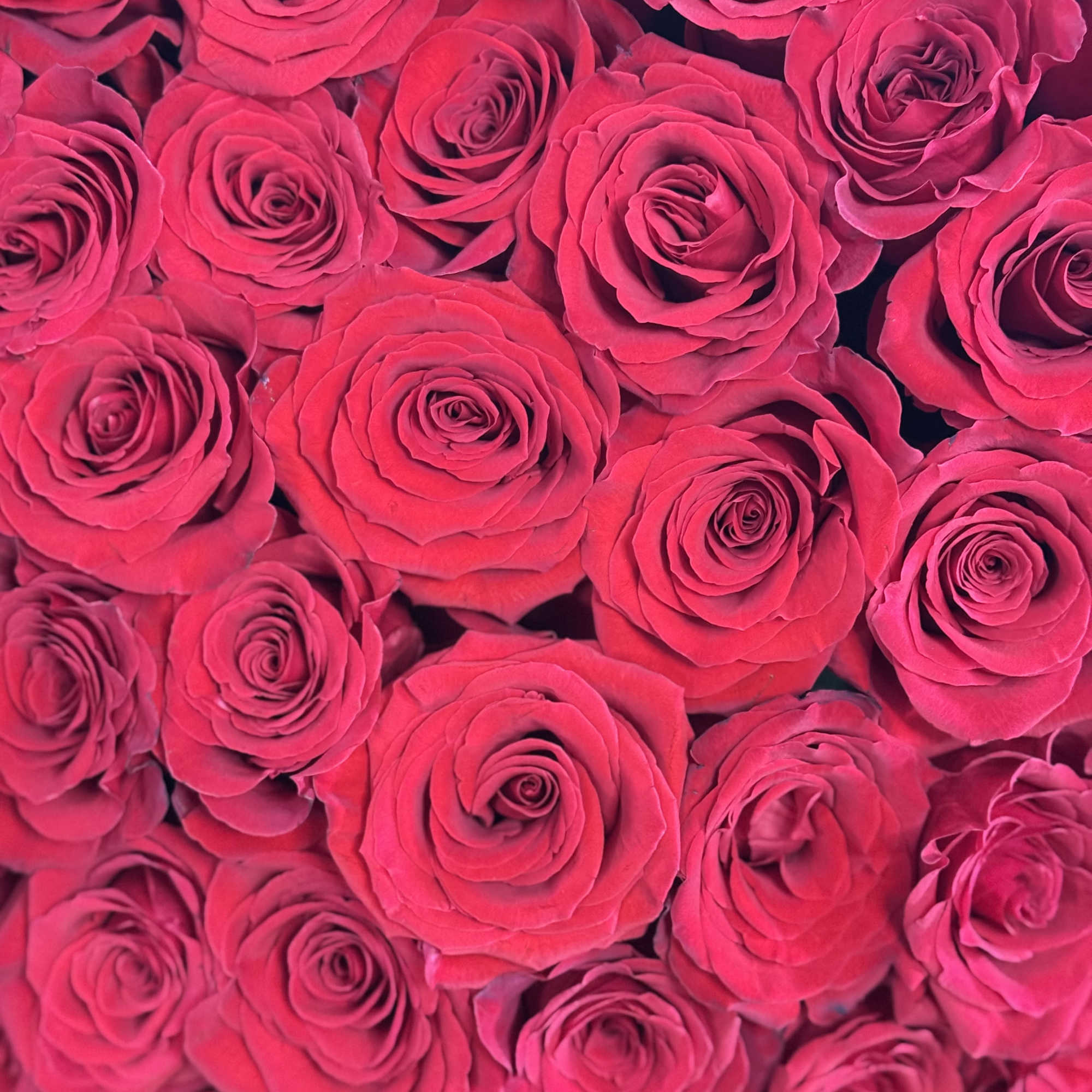Close-up of tightly packed hot pink roses