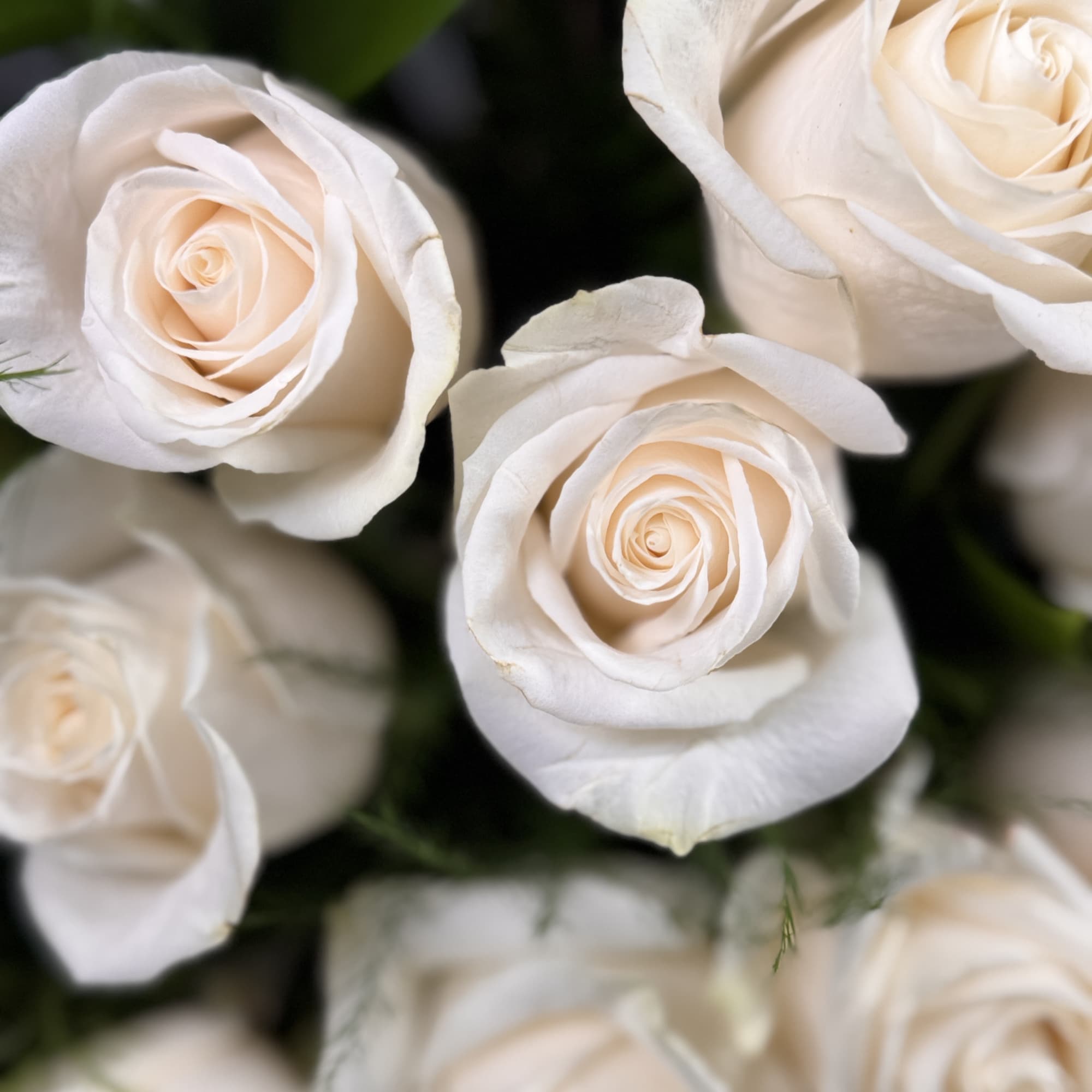 Close-up of cream white roses in a bouquet