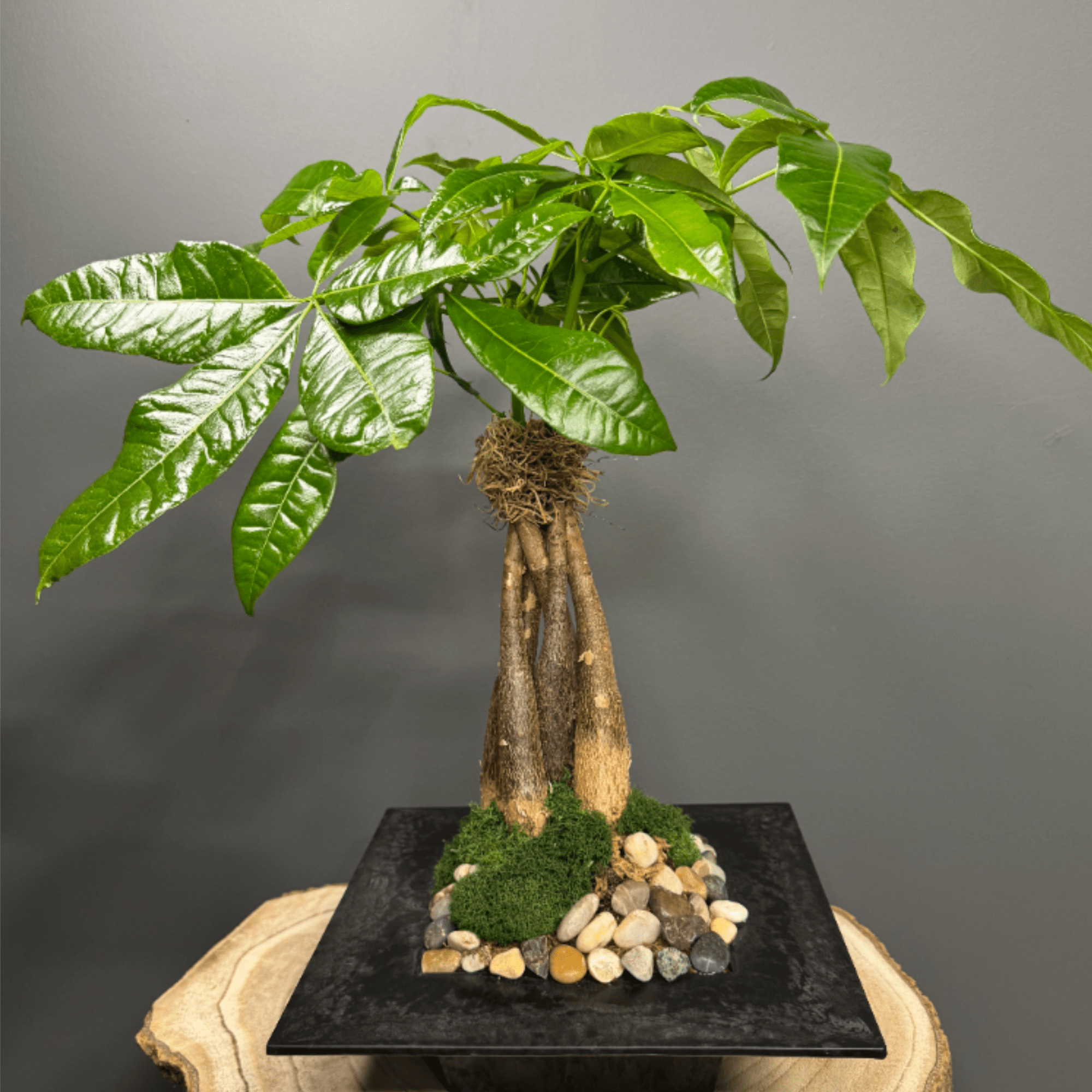 Tabletop bonsai-style green plant with glossy leaves in a black square container