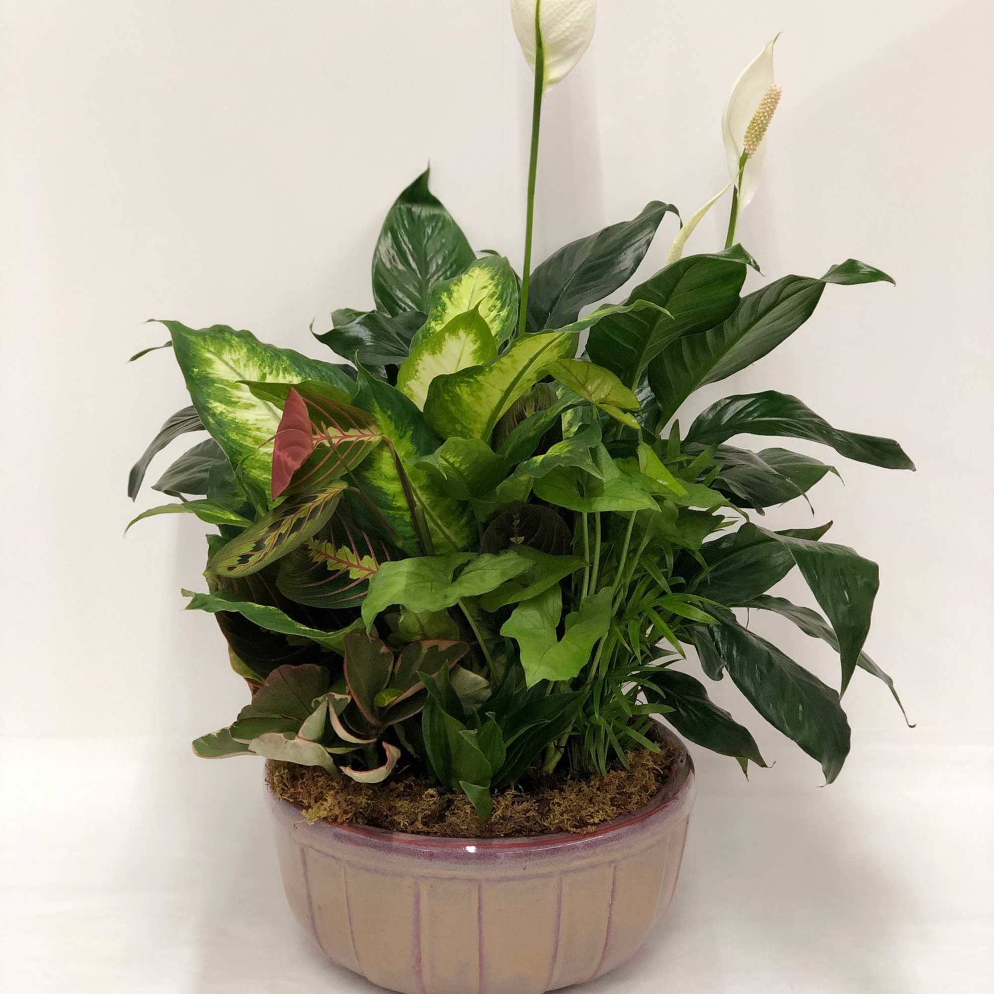 Mixed tropical plants in a round ceramic planter with white spathes