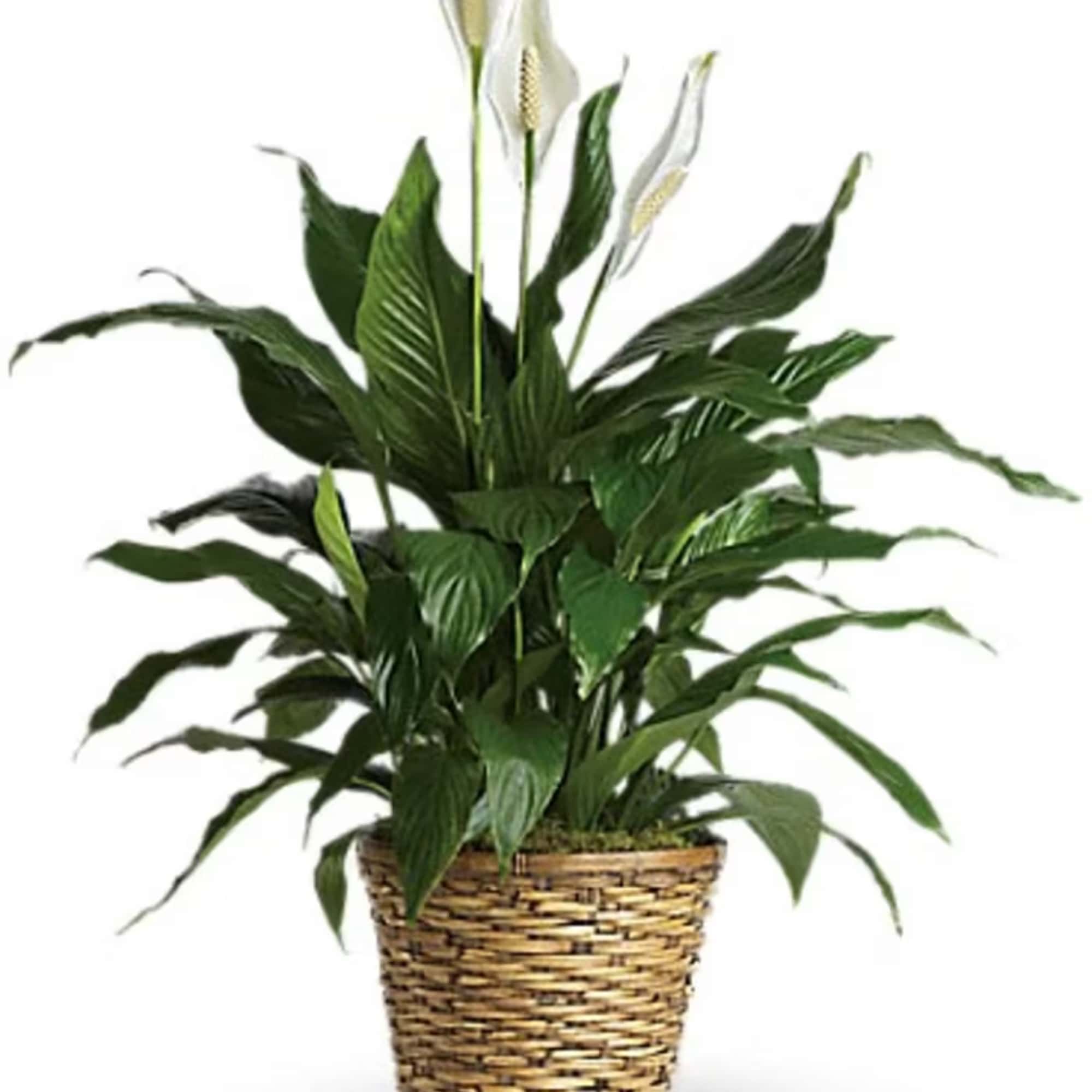 Potted peace lily plant with white blooms in a woven basket container