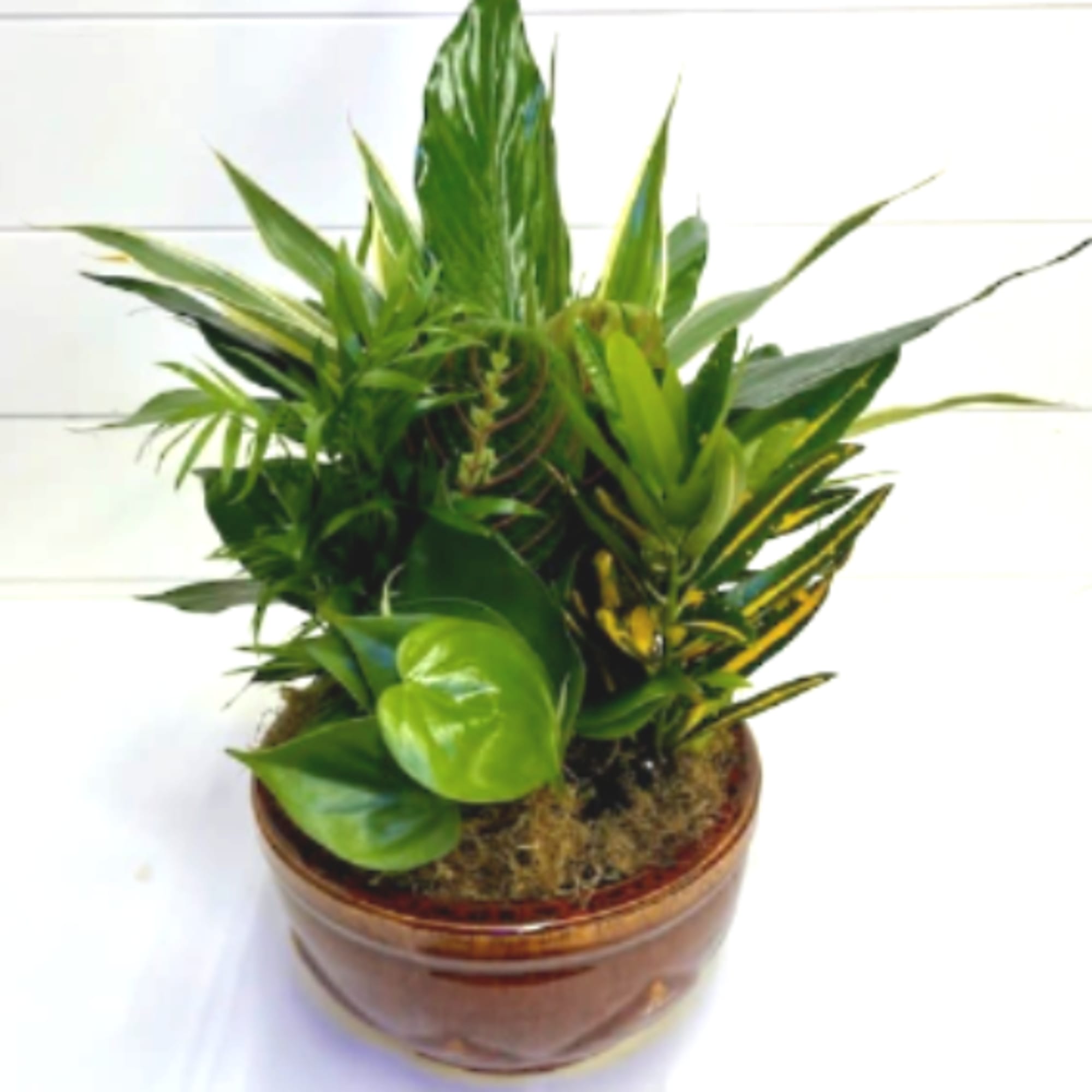 Potted green houseplant arrangement in a brown ceramic pot