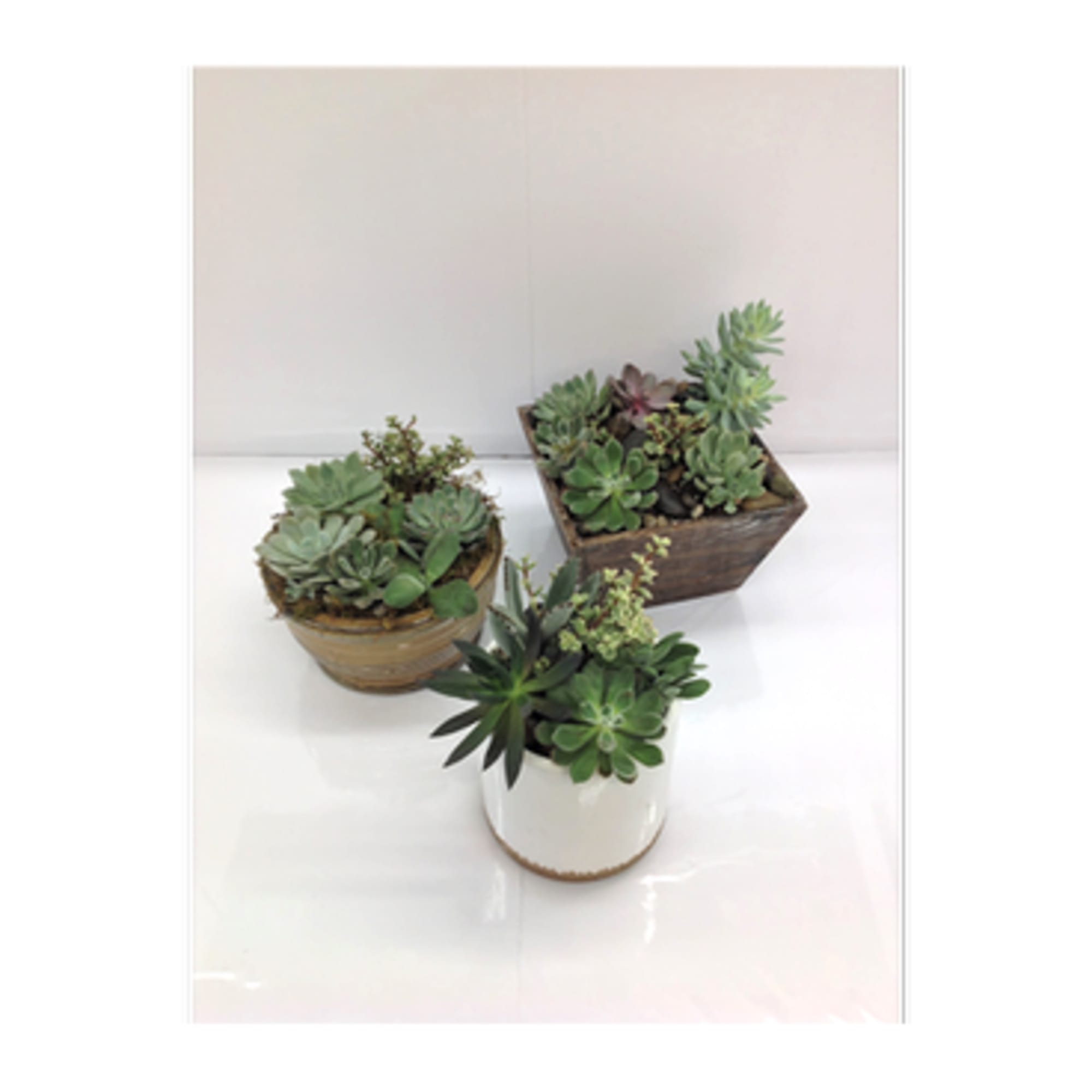 Three small succulent arrangements in ceramic and wood containers