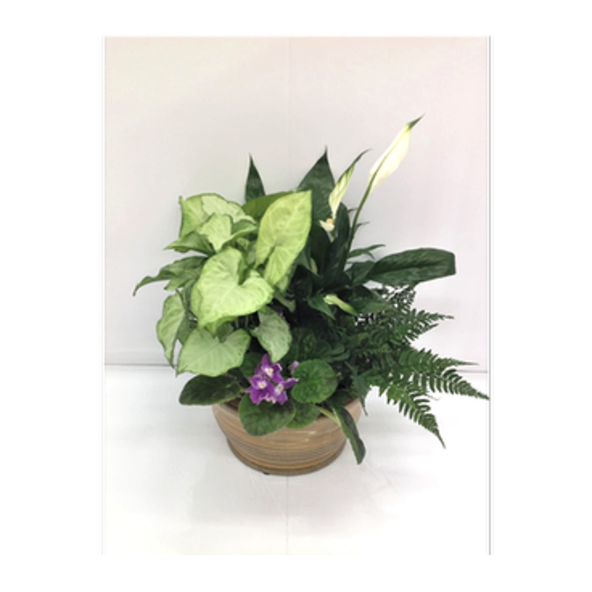 Potted green plant arrangement with a few purple flowers