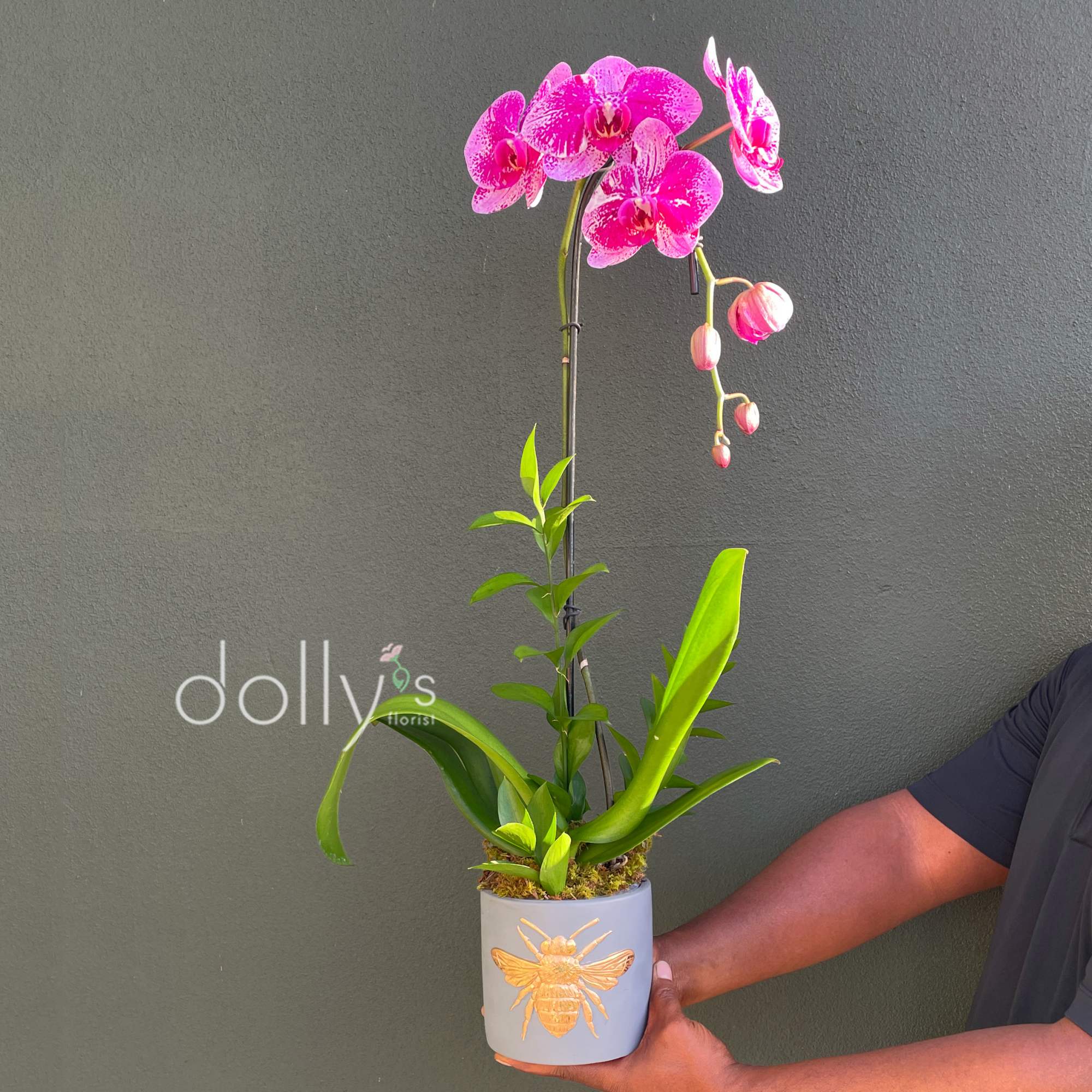 Potted pink orchid with a tall stem in a decorative planter