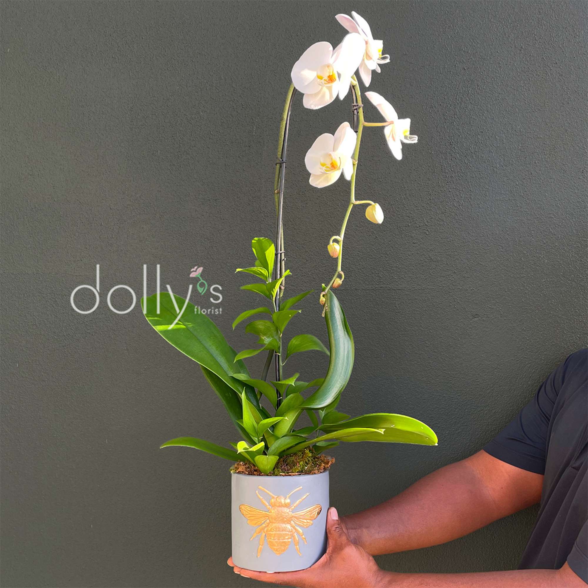 White orchid plant in a gray pot with a gold bee design