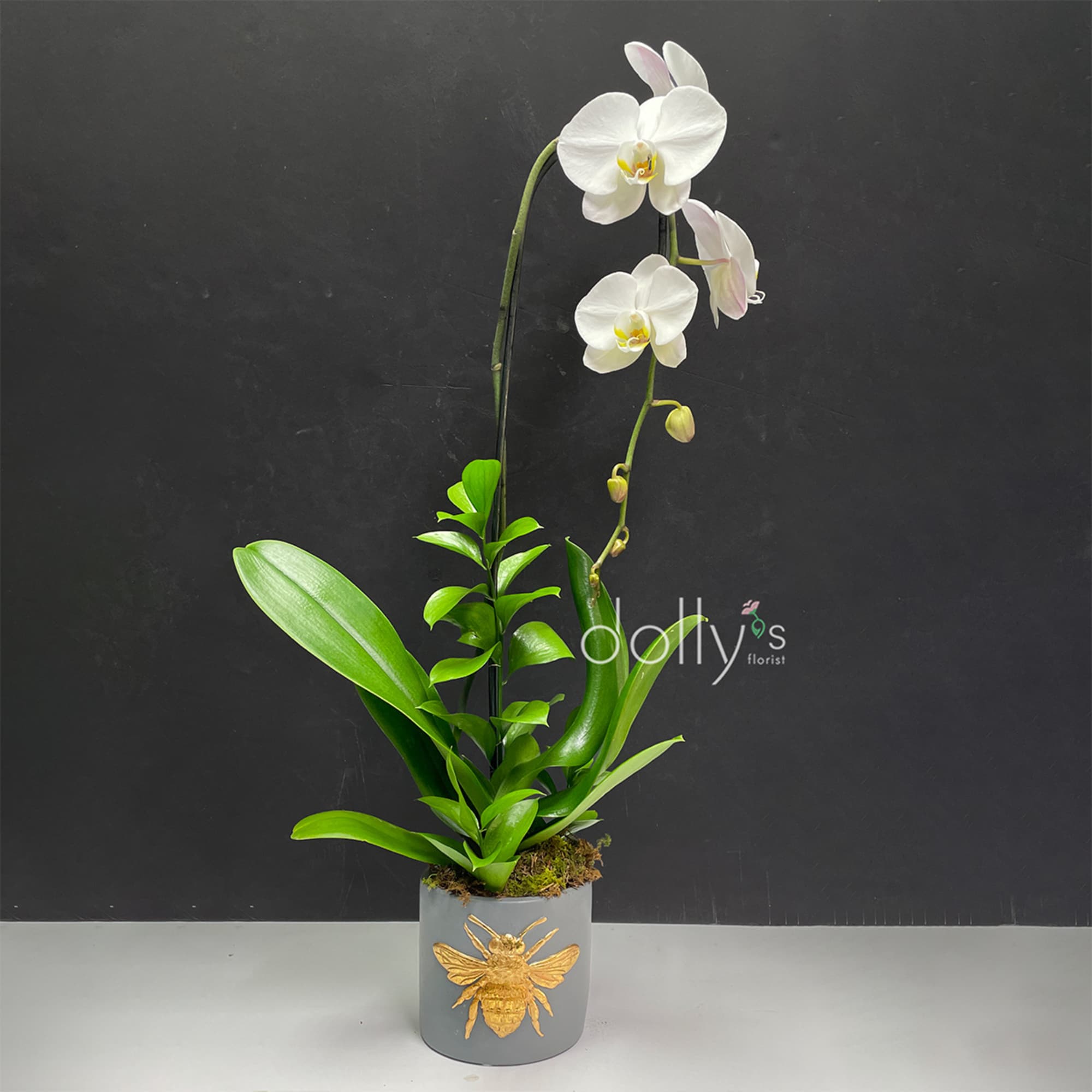 White orchid plant in a gray pot with a gold bee decoration