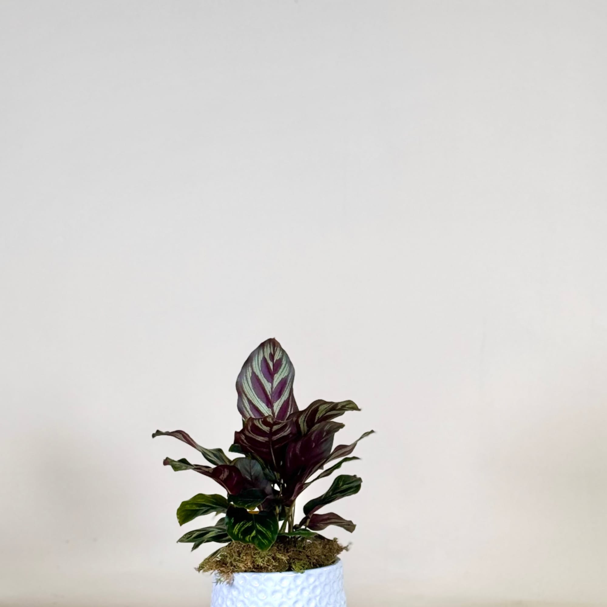 Potted plant with striped purple and green leaves in a white textured pot