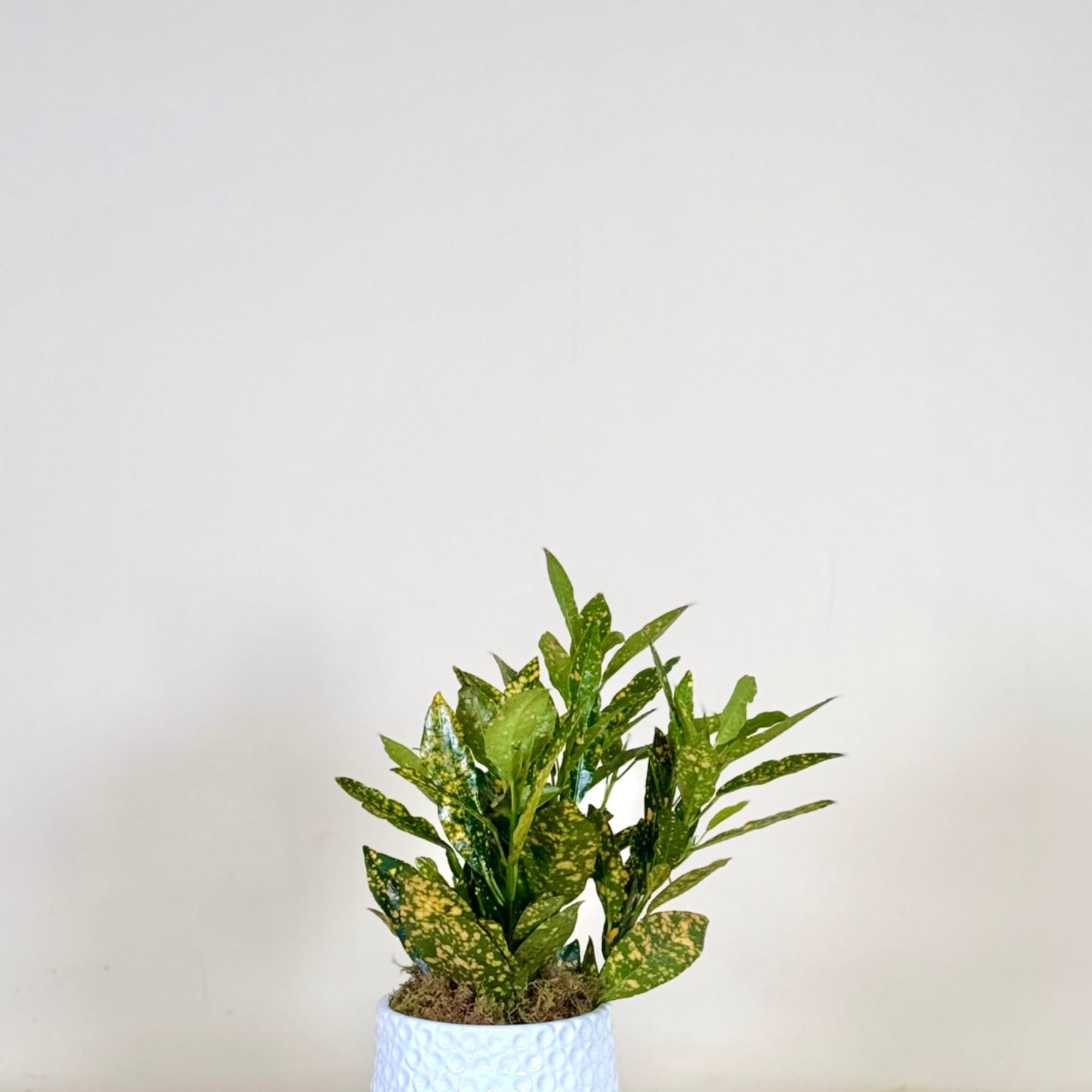 Potted green plant with speckled leaves in a white textured pot