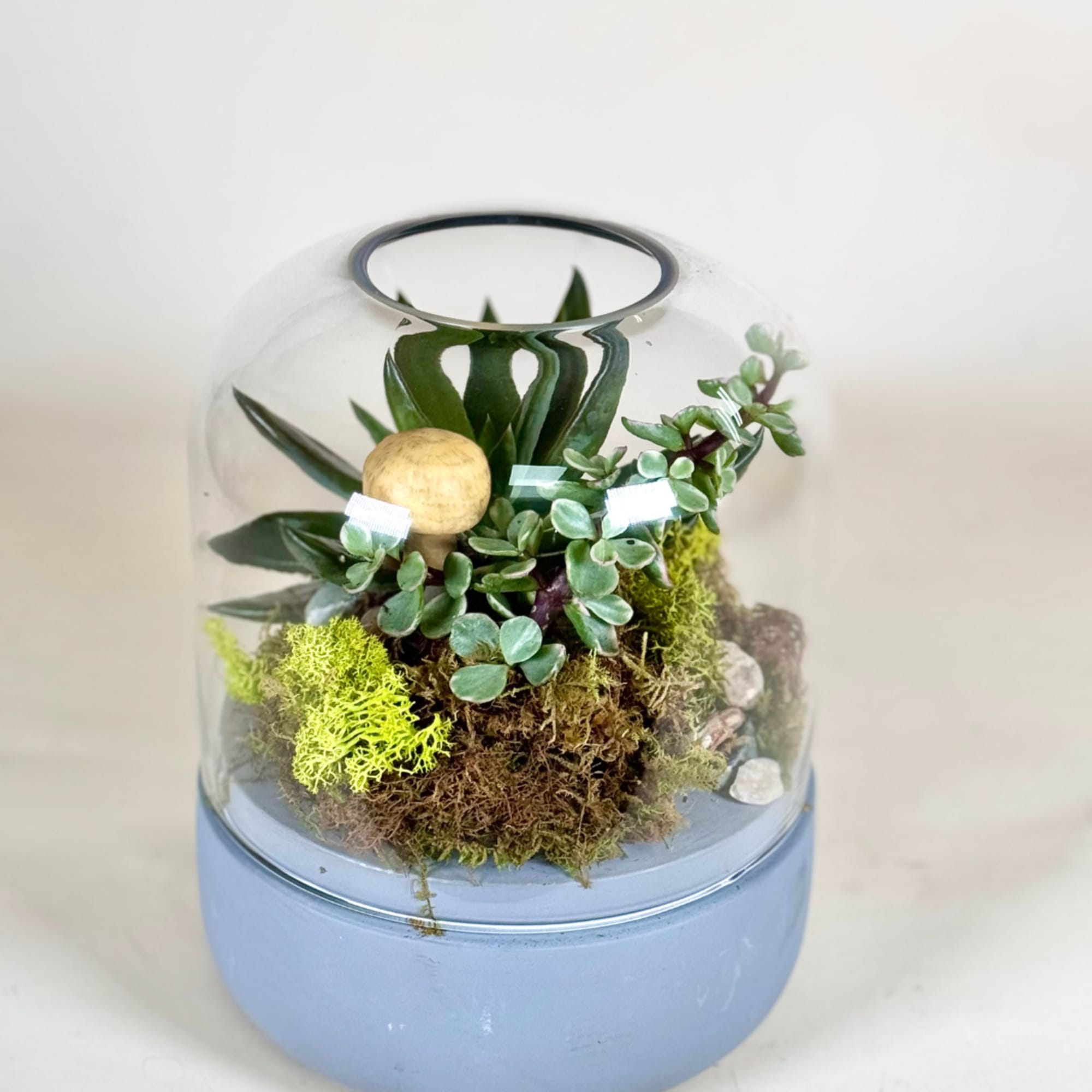Succulent terrarium in a glass dome on a blue base