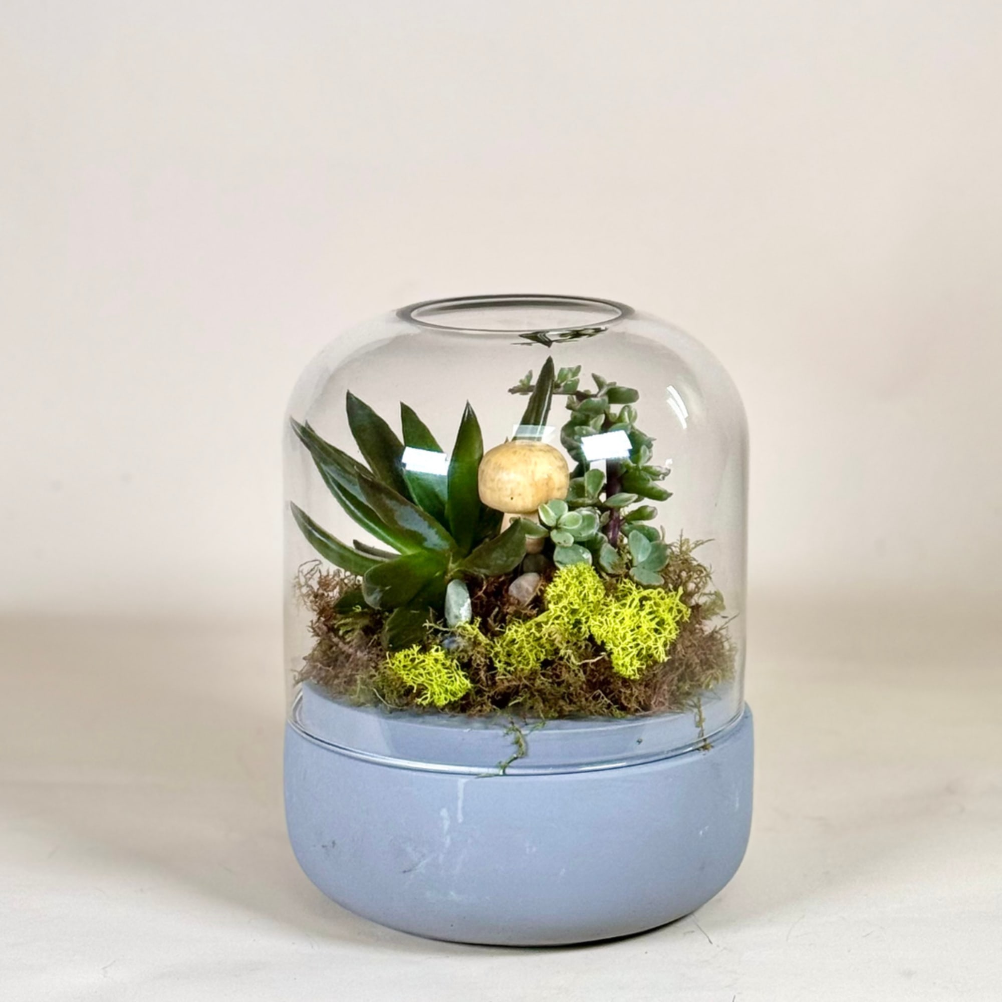 Succulent terrarium under a glass dome in a blue base
