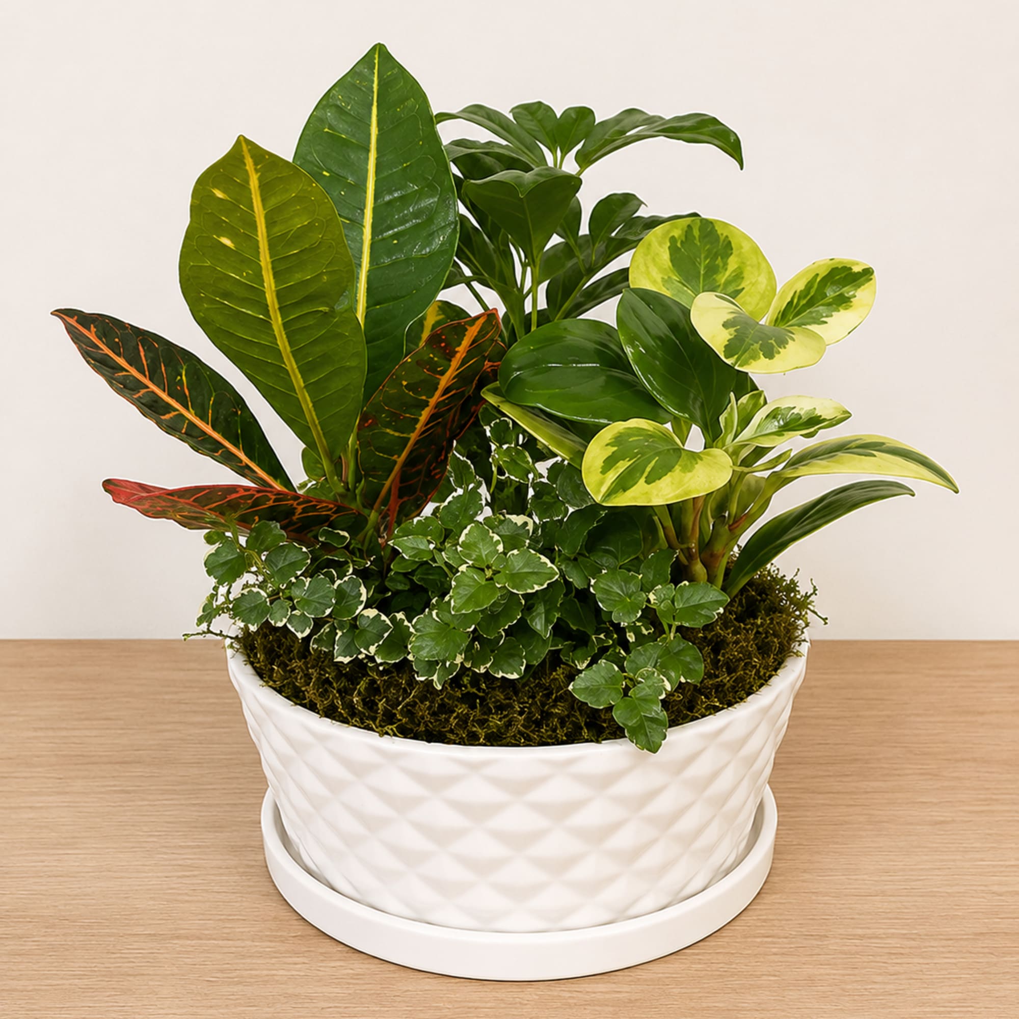 Planted tightly in a white textured ceramic planter with a matching saucer