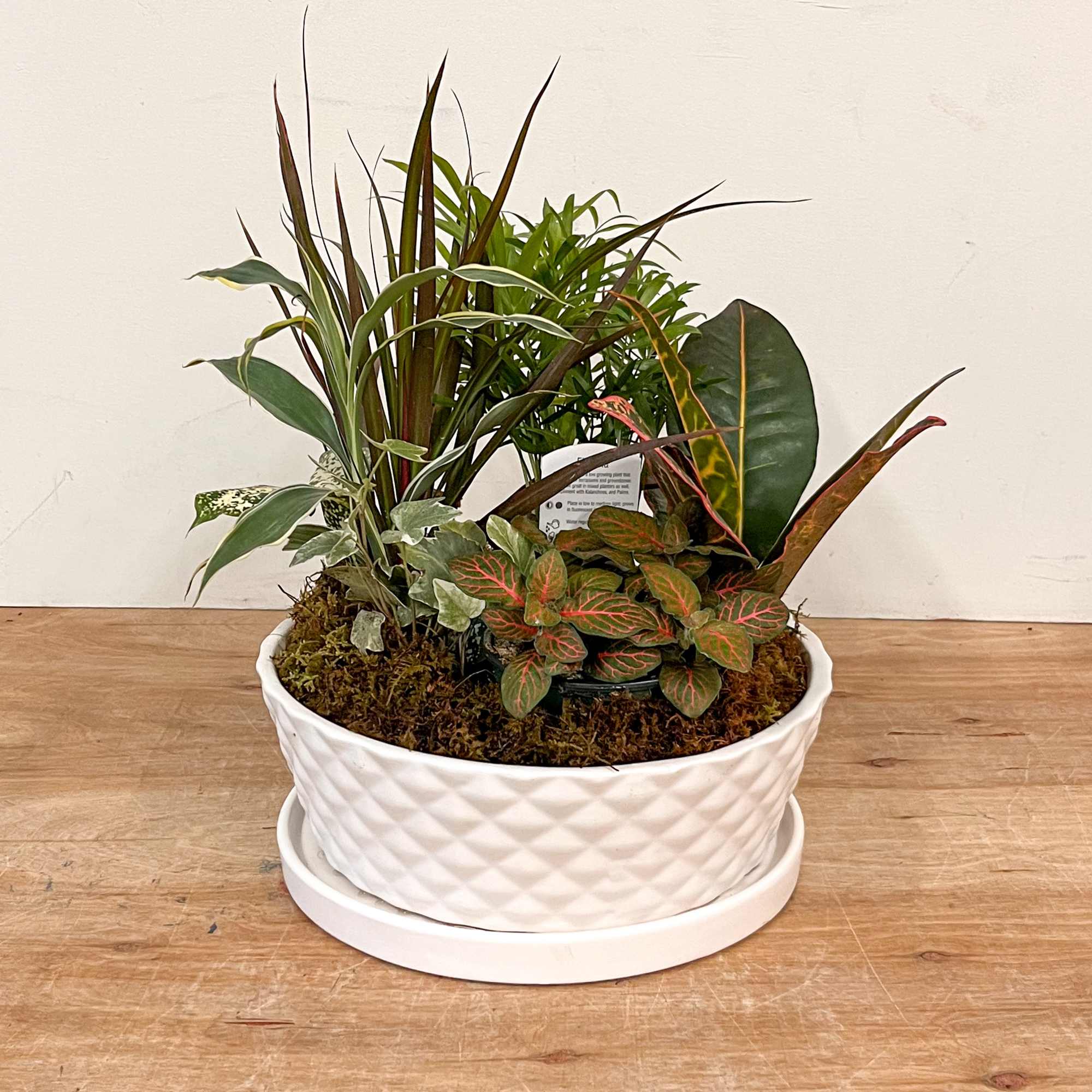 Mixed potted houseplants in a white ceramic planter
