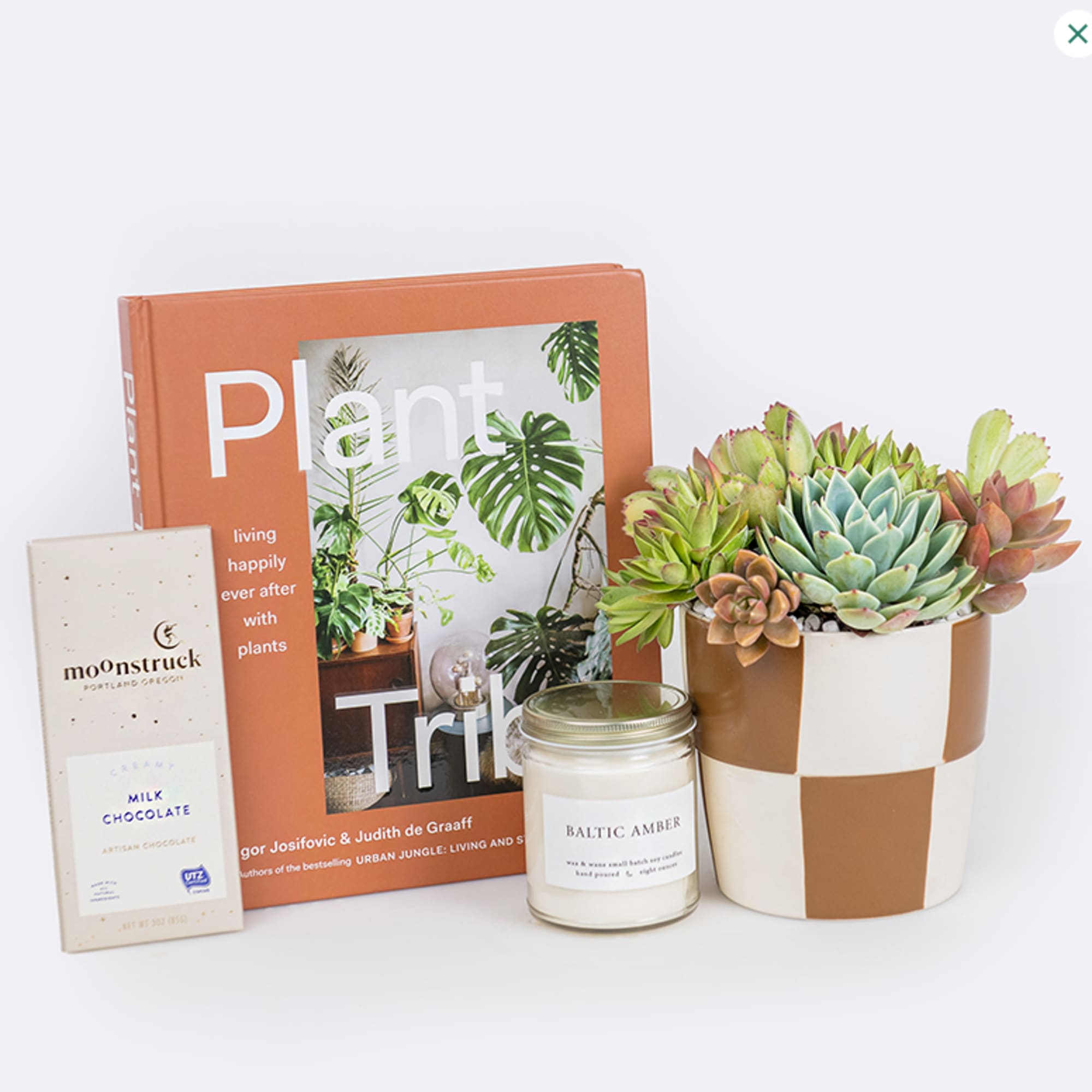 Succulent arrangement in a striped pot with a book, chocolate bar, and candle