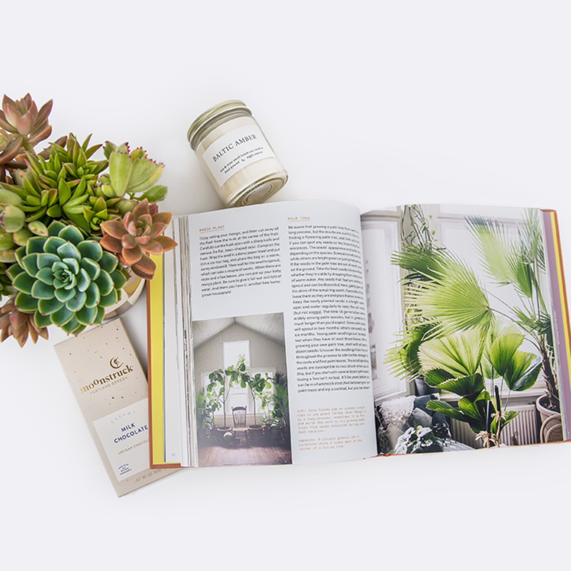 Succulent arrangement with a candle, chocolate bar, and open book