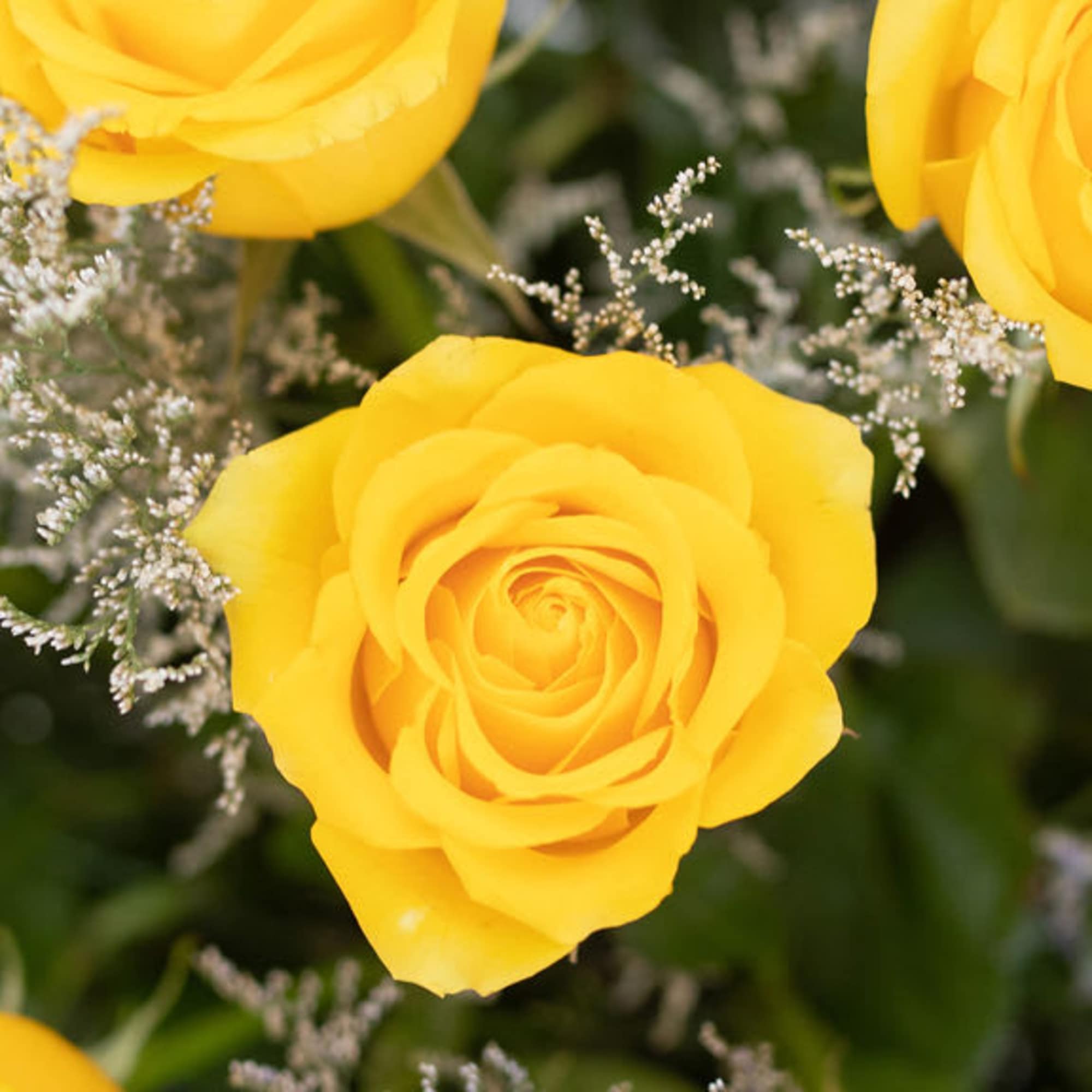 Close-up of bright yellow roses with delicate filler flowers