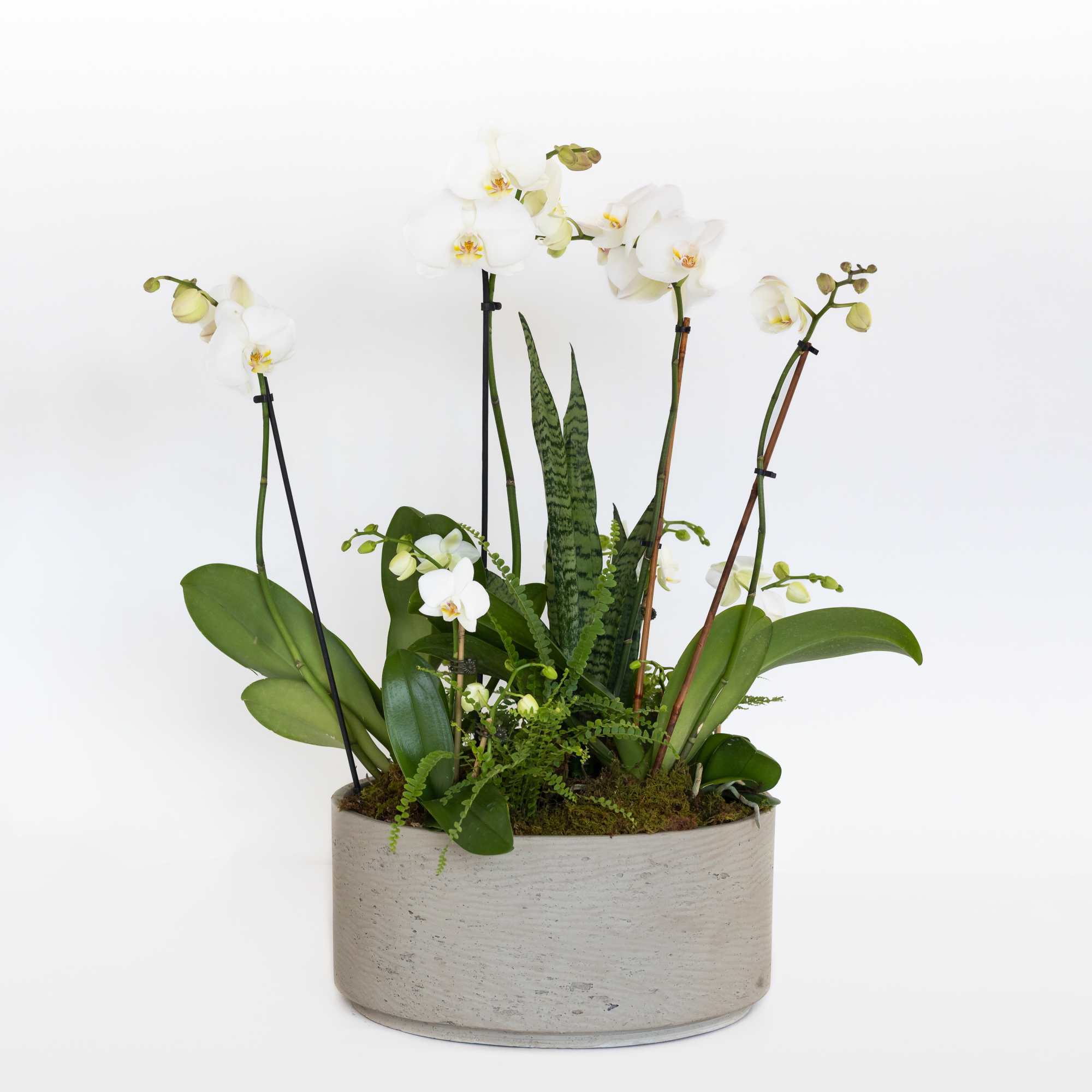 White orchids arranged in a low round planter with green foliage