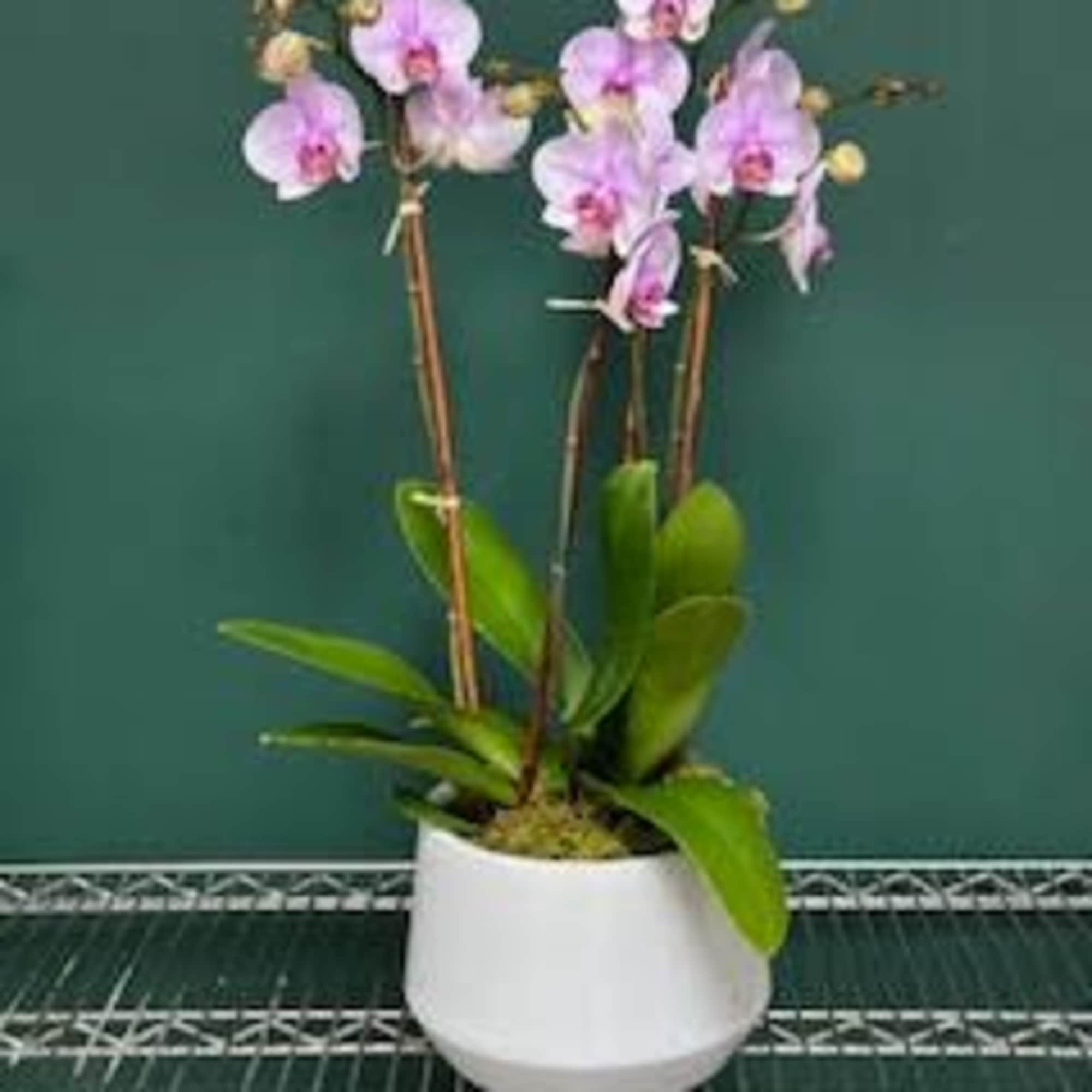 Potted pink orchids in a white planter