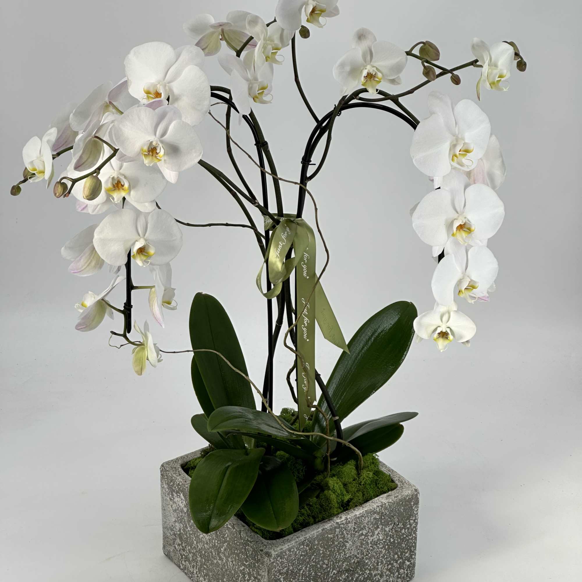 Send this gorgeous Orchids plant to show your recipient that  thinking, photo 3 of 5