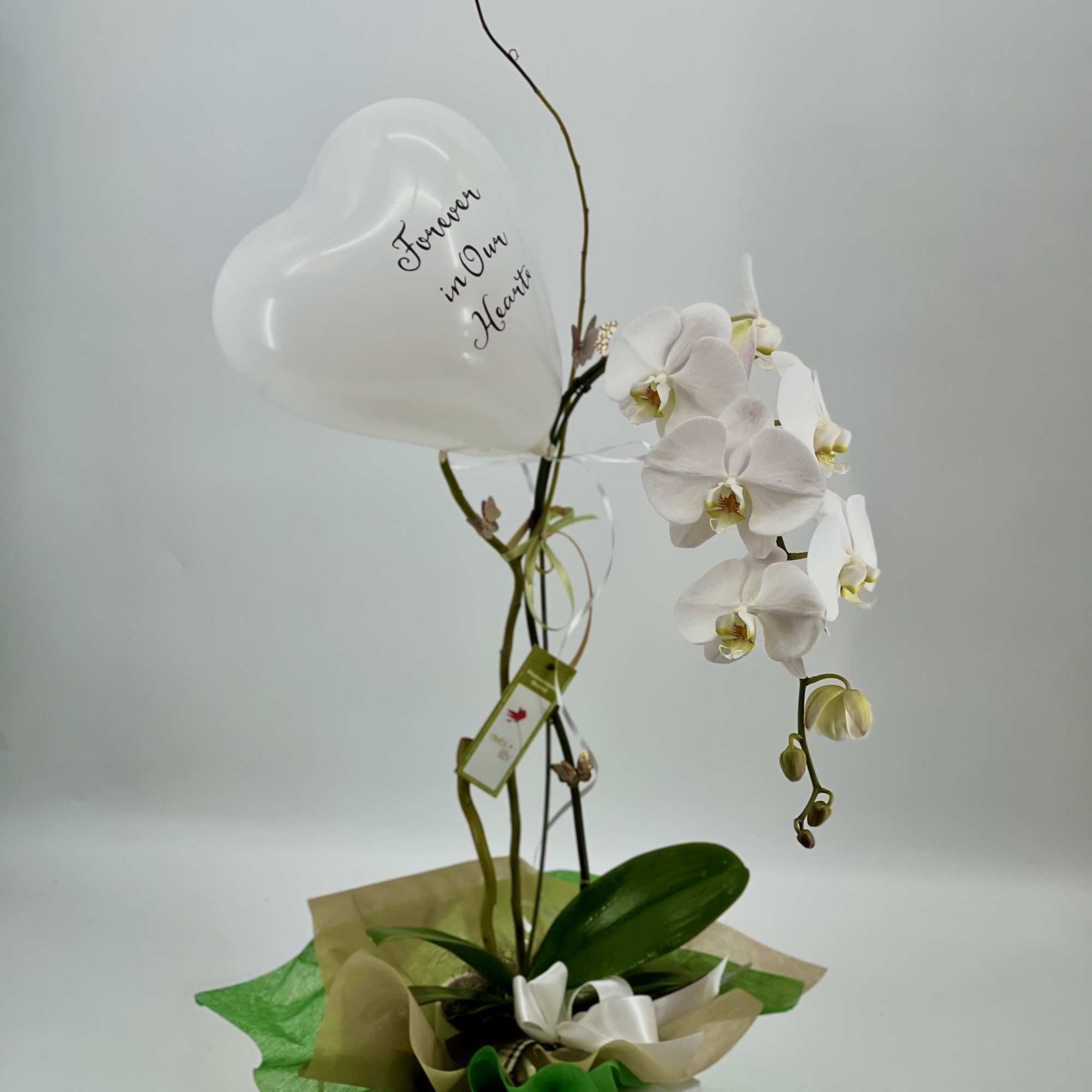 White orchid plant with a heart-shaped balloon in a gift box