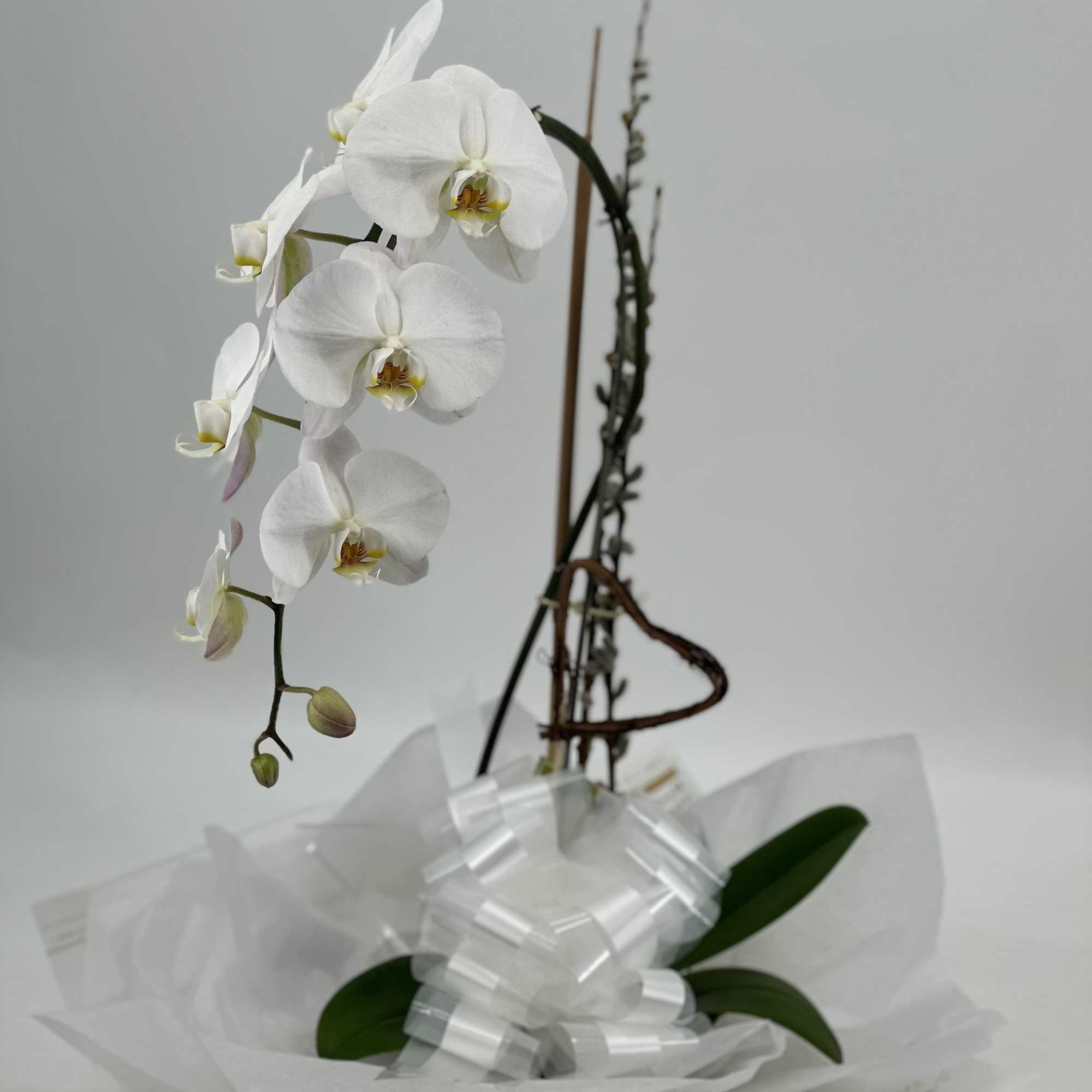 White orchid stem wrapped in clear paper with a white ribbon