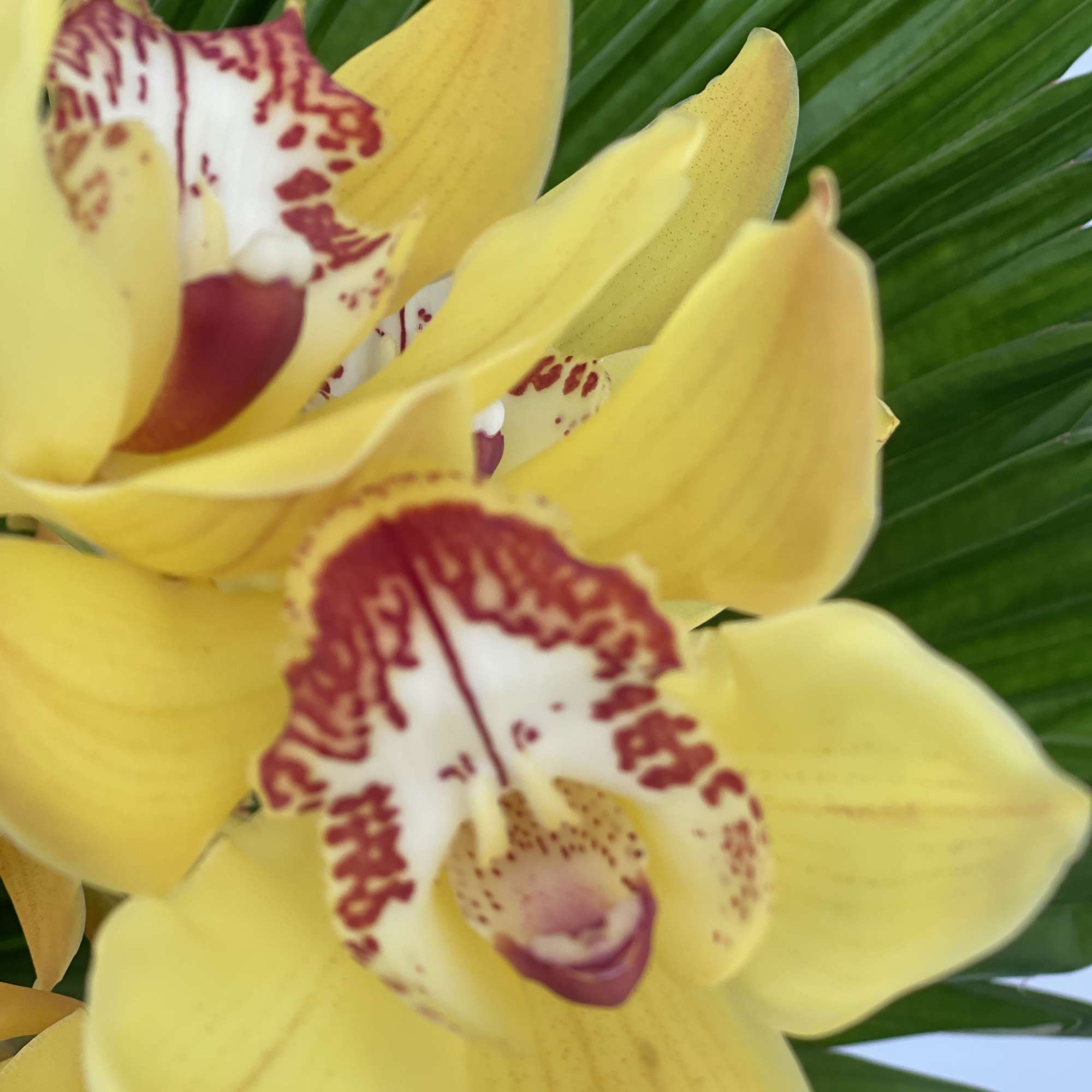 Yellow orchids with red-speckled centers against green palm leaves