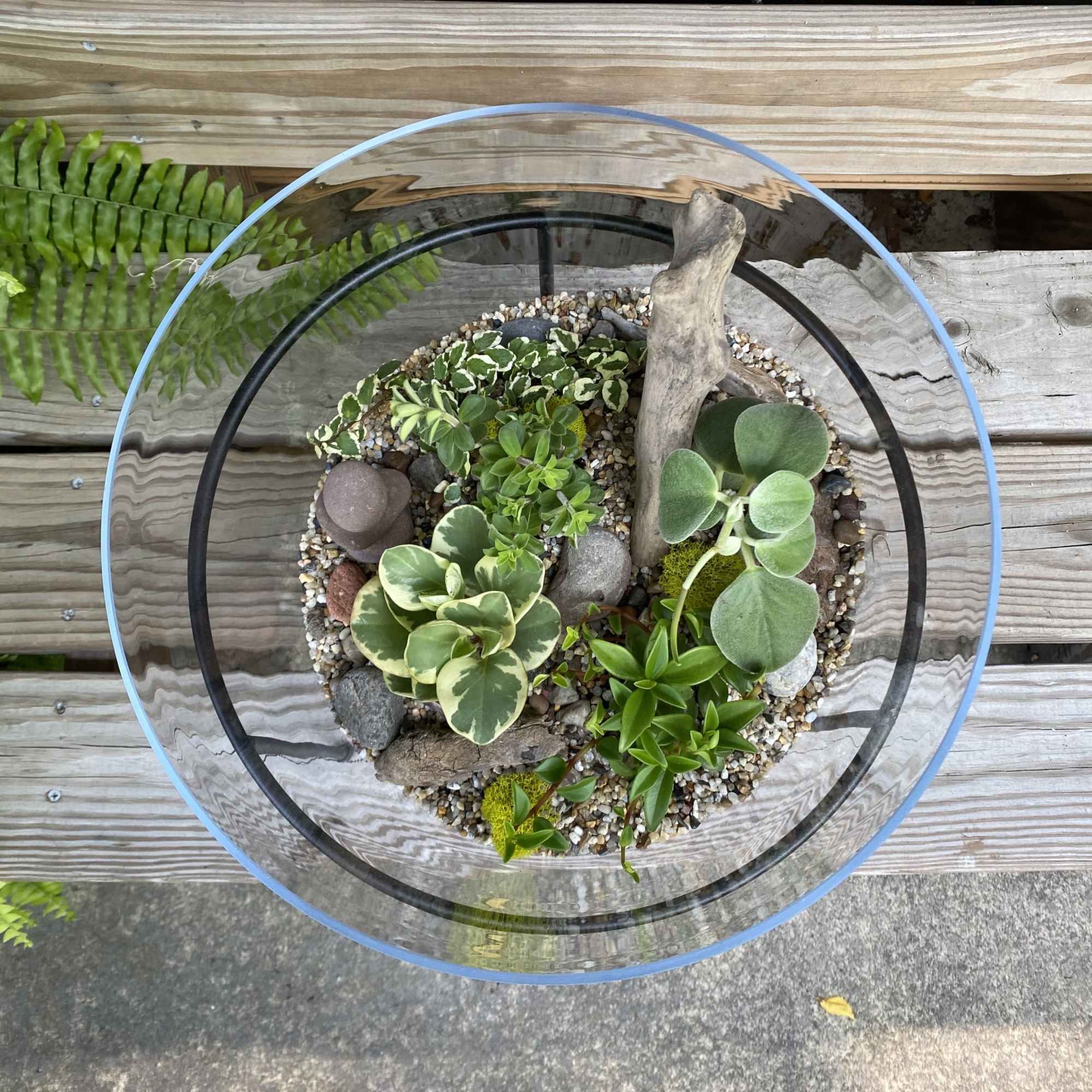 Glass bowl terrarium with assorted small green plants, pebbles, rocks, and driftwood from a top view
