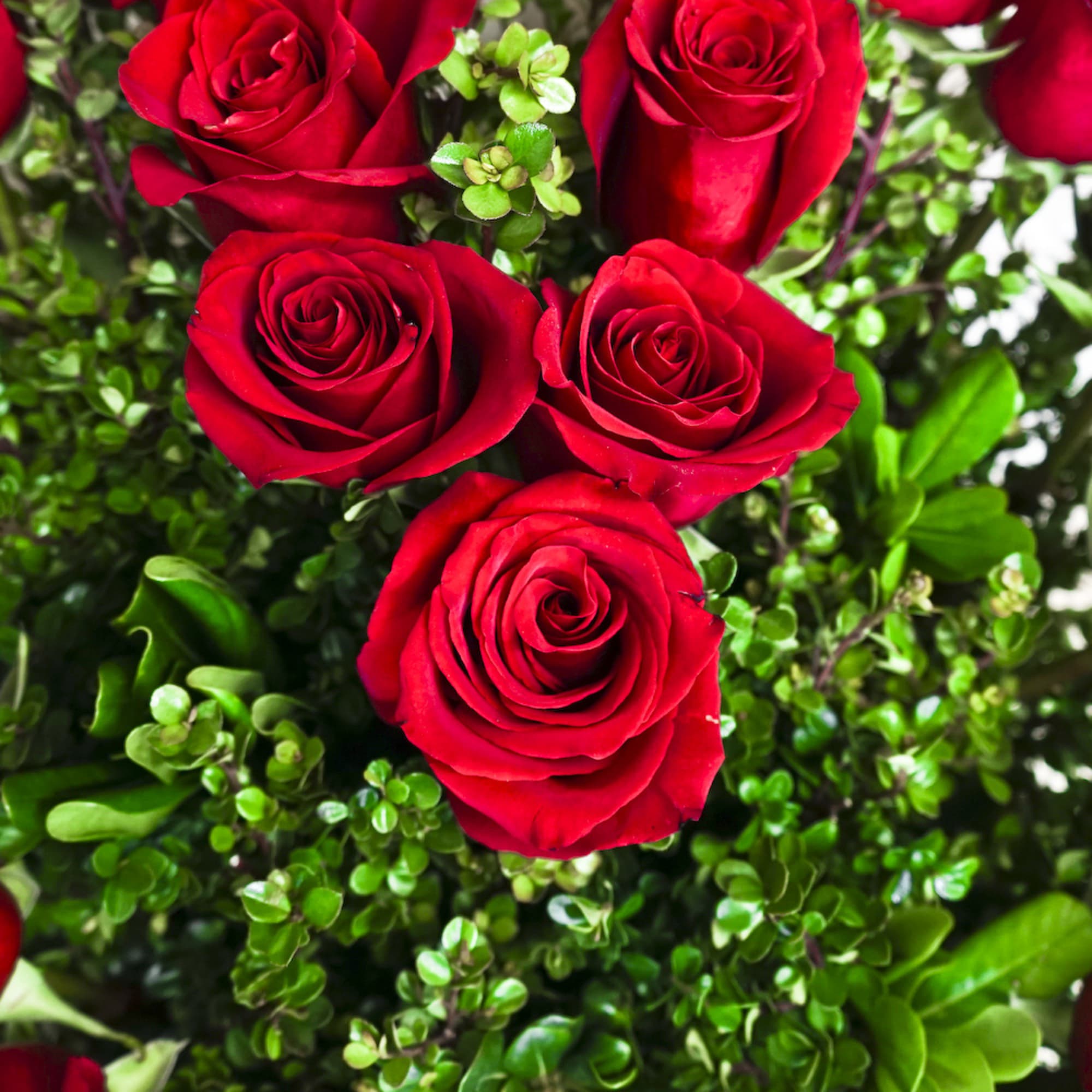 Close-up of red roses surrounded by green foliage