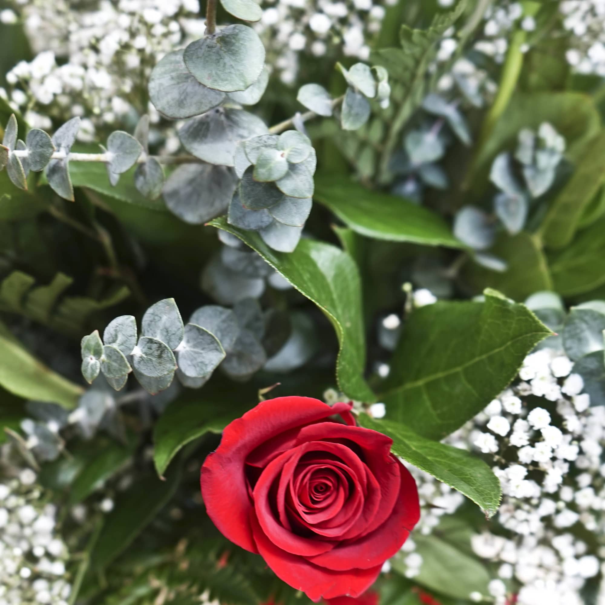 Red rose surrounded by eucalyptus and baby's breath