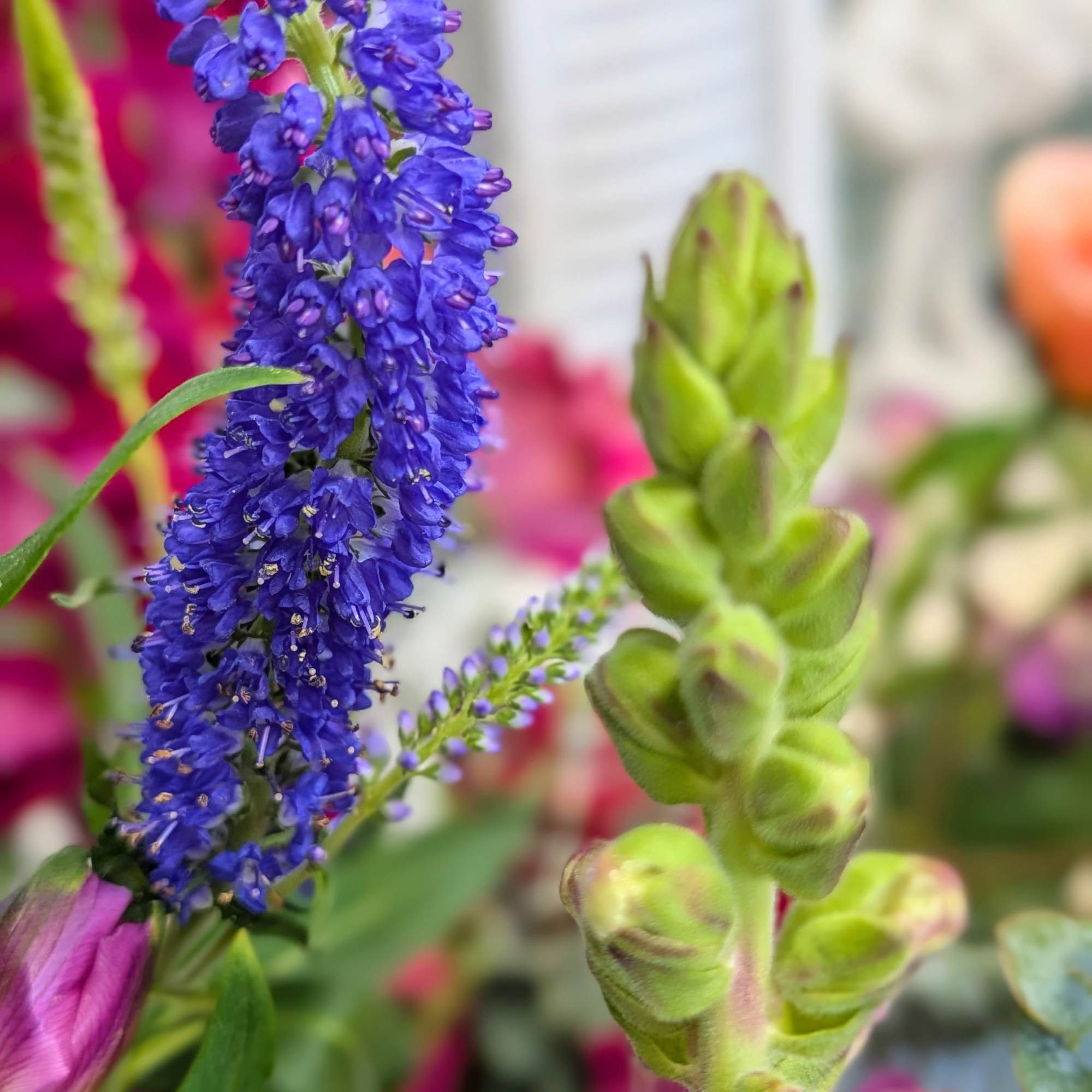 Close-up of a blue spiked flower and green snapdragon buds with pink tips in a mixed arrangement